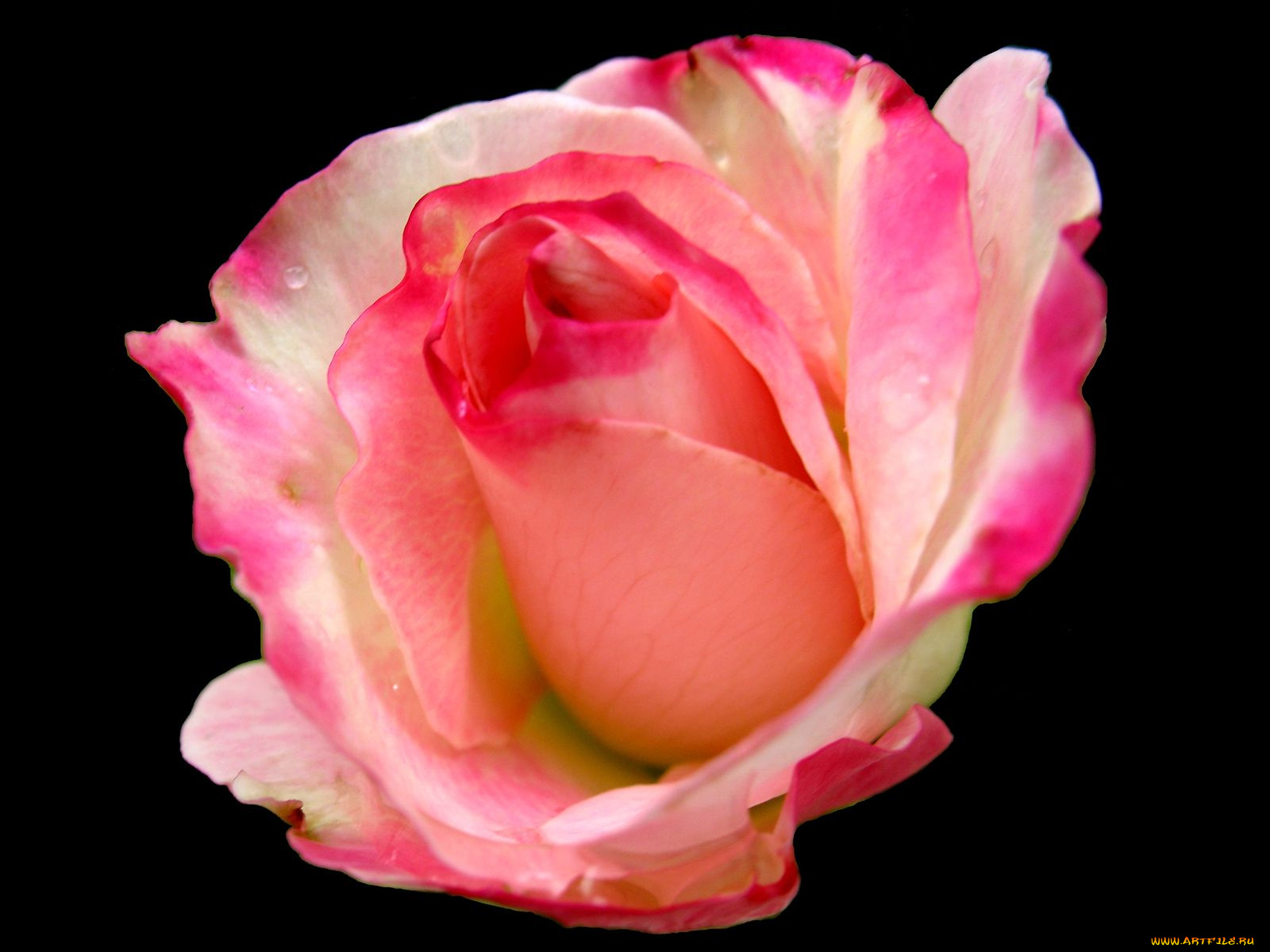 цветы, розы