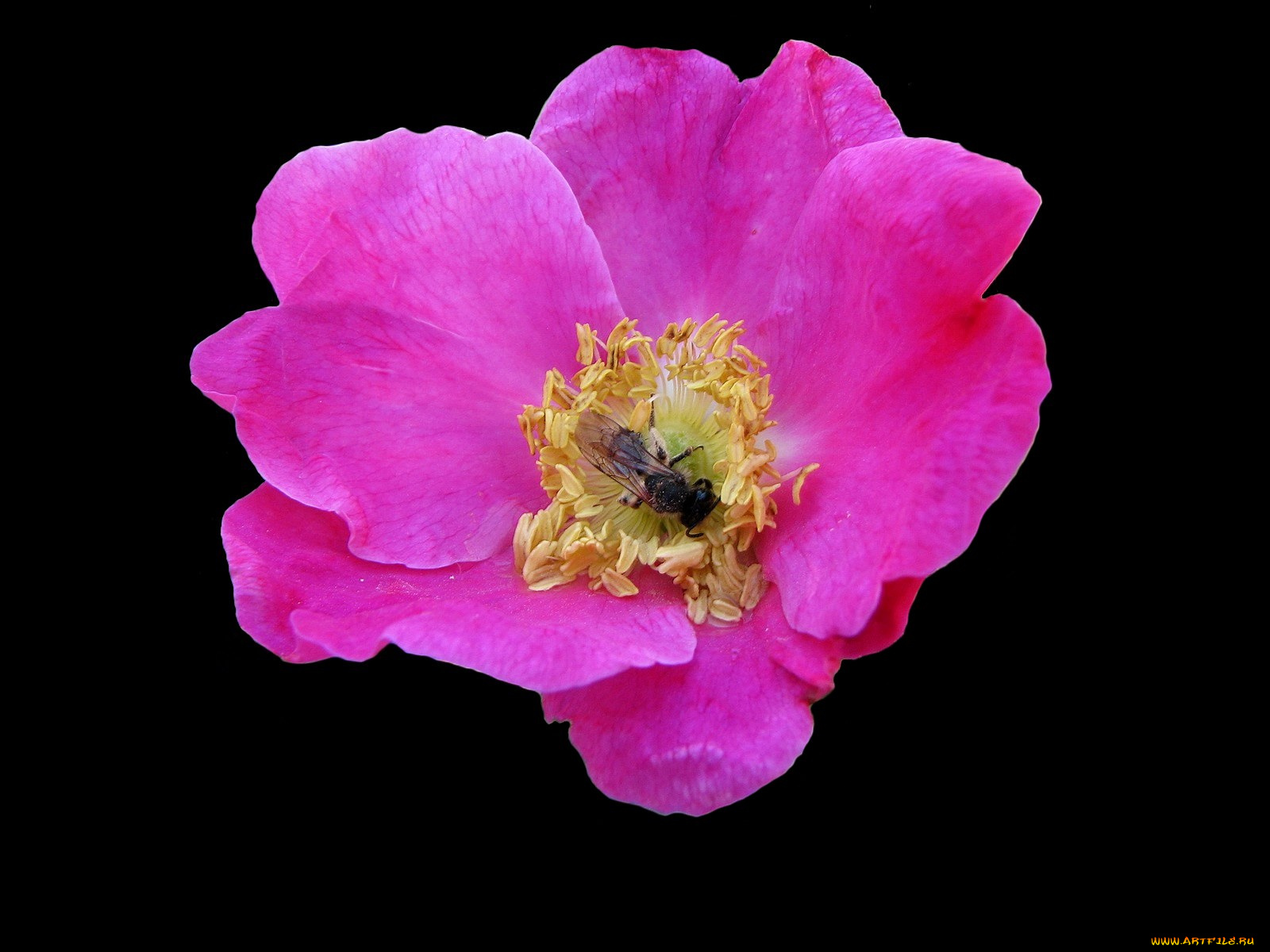 цветы, шиповник