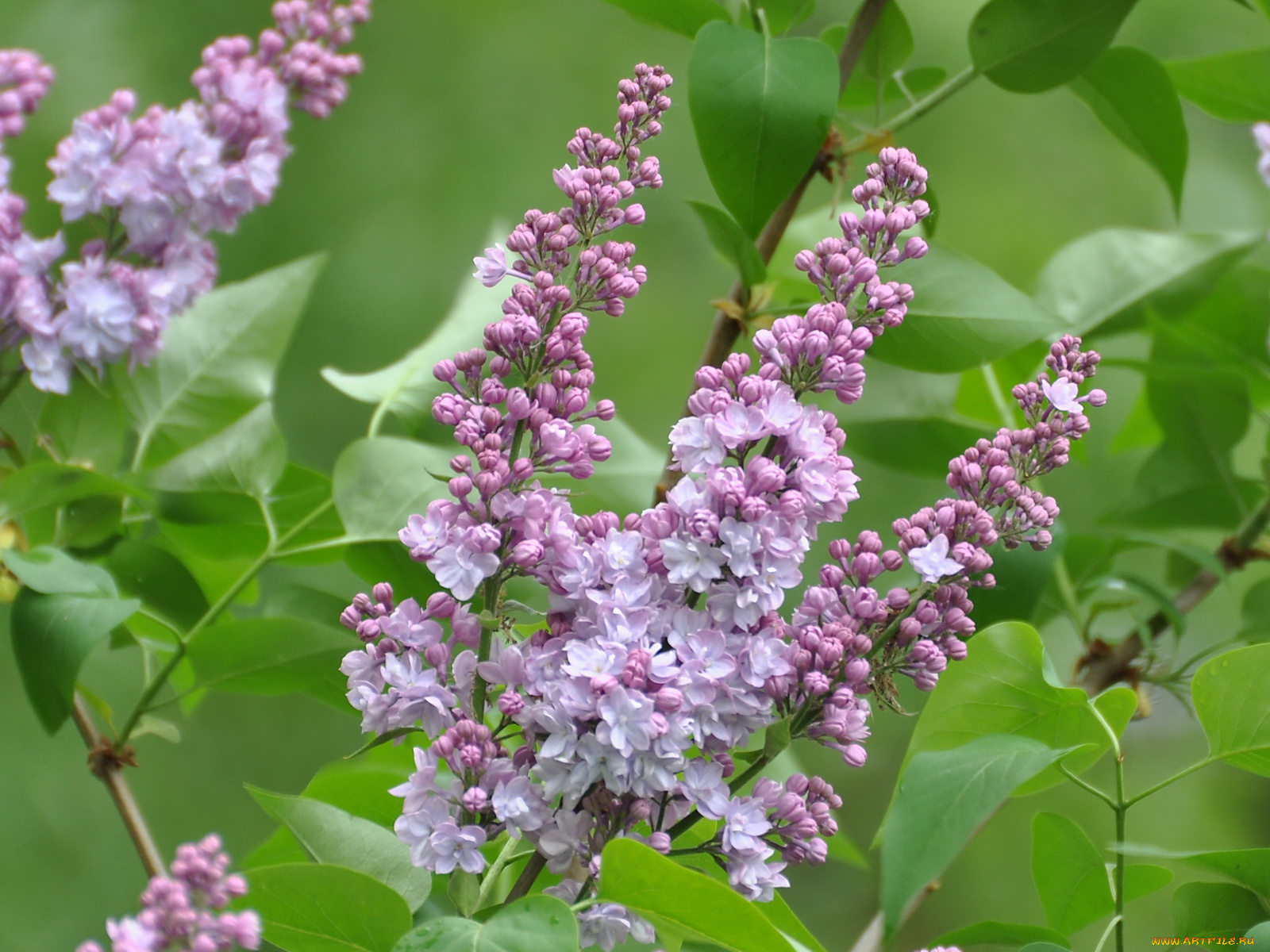 цветы, сирень