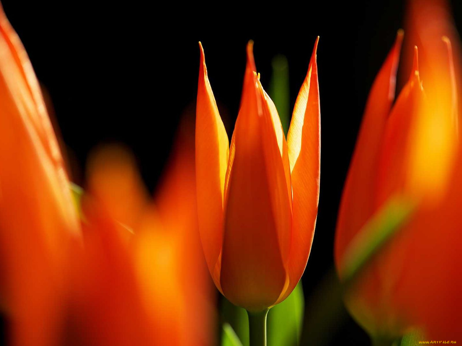 цветы, тюльпаны