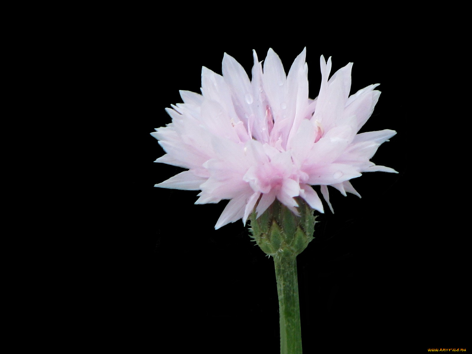 цветы, васильки