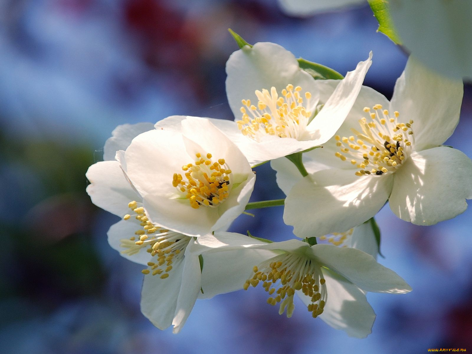 цветы, жасмин