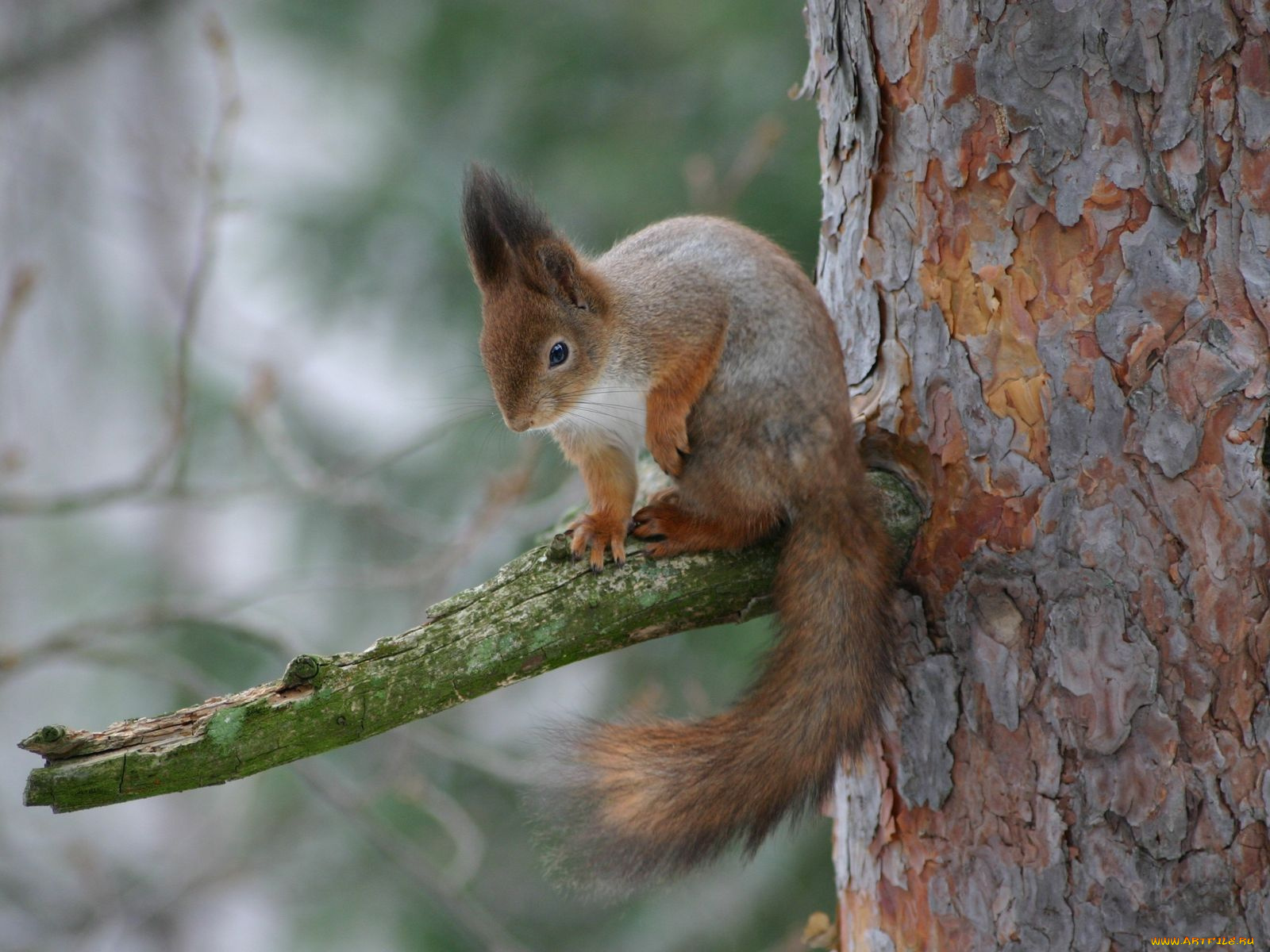 животные, белки