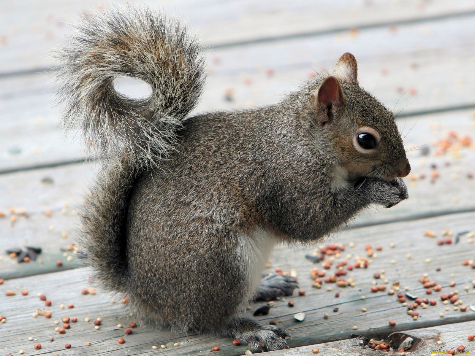 животные, белки