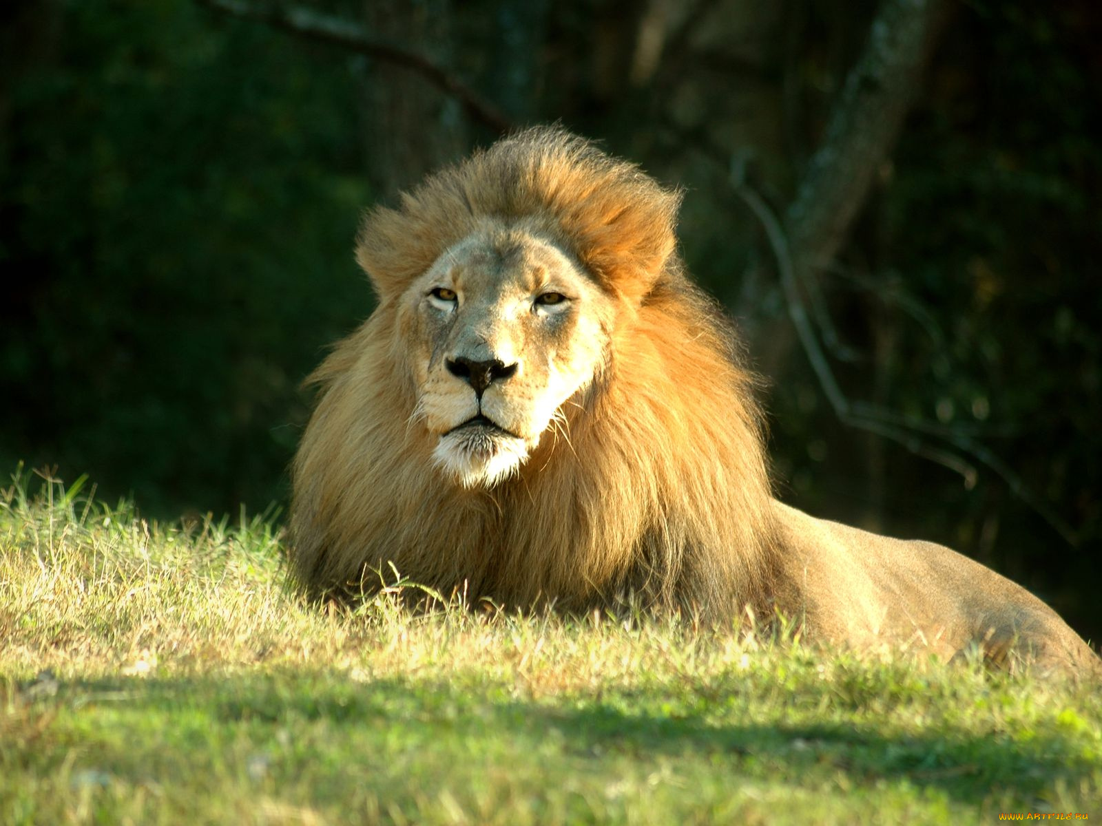 животные, львы