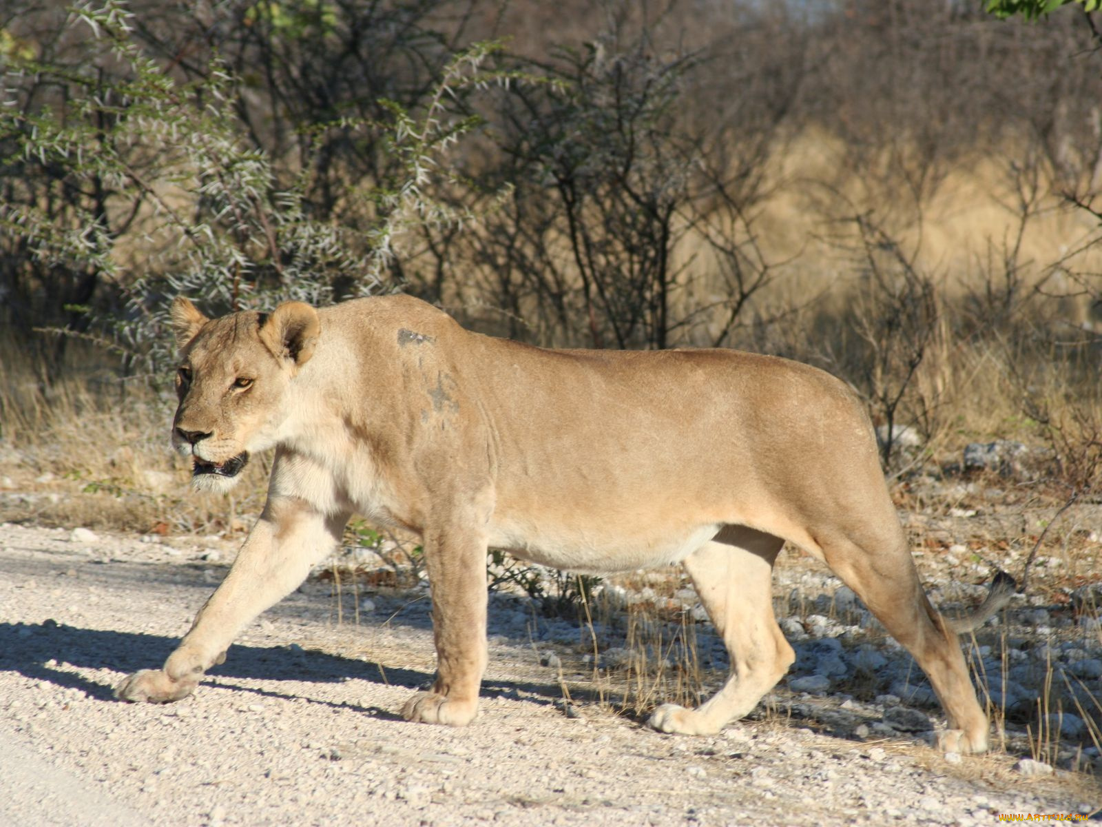 животные, львы