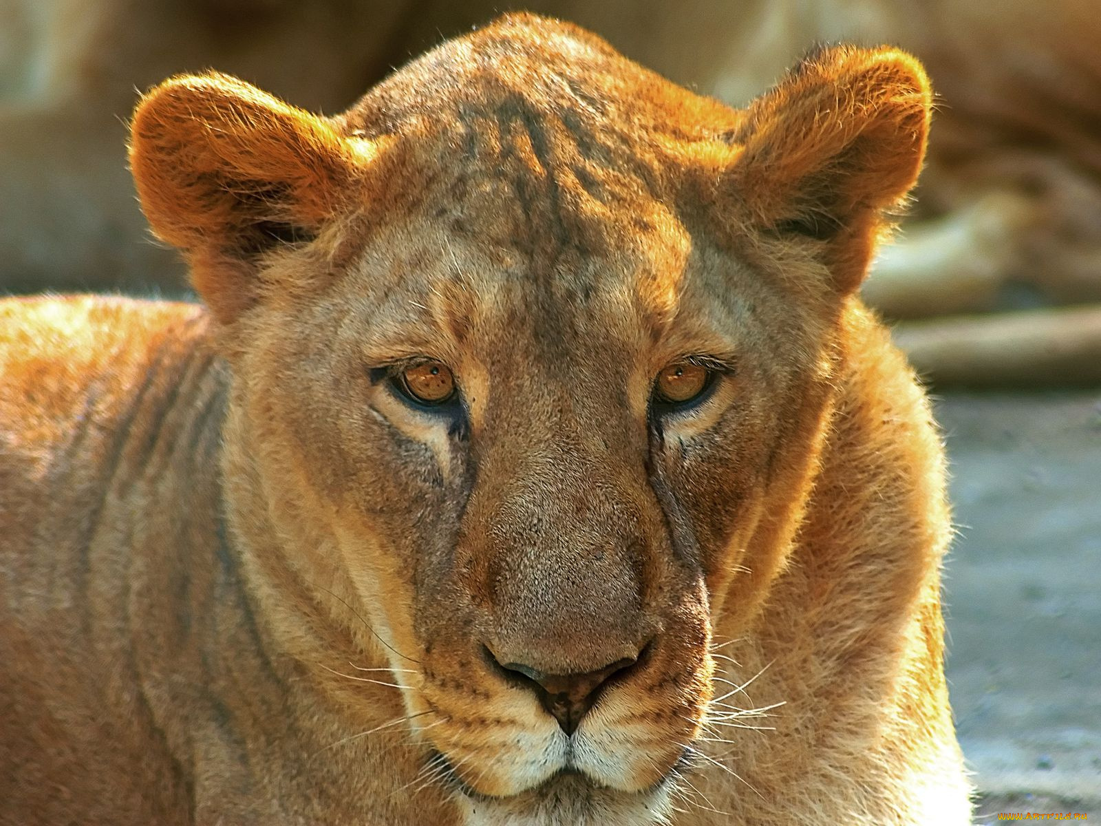 животные, львы