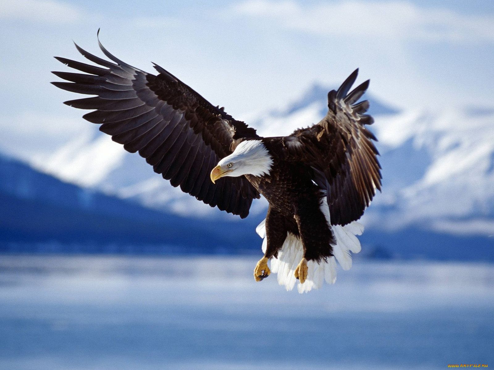 животные, птицы, хищники