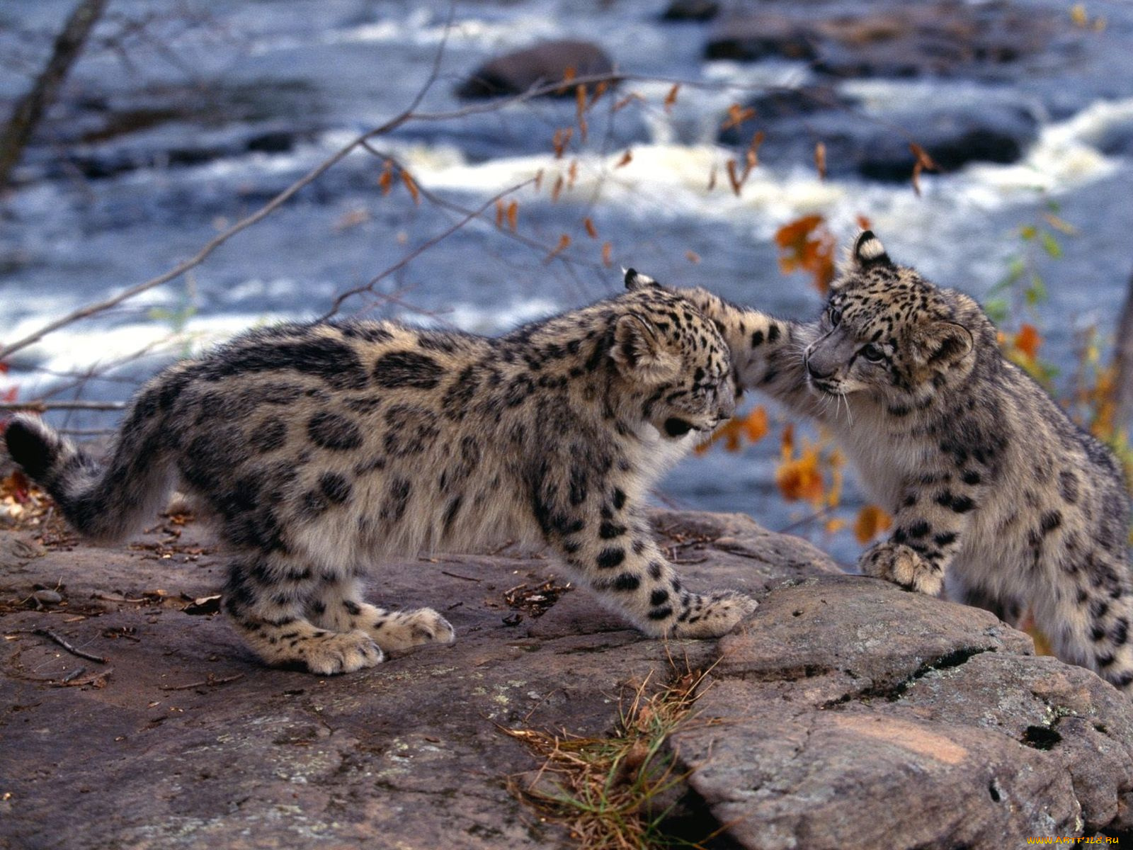 животные, снежный, барс, ирбис