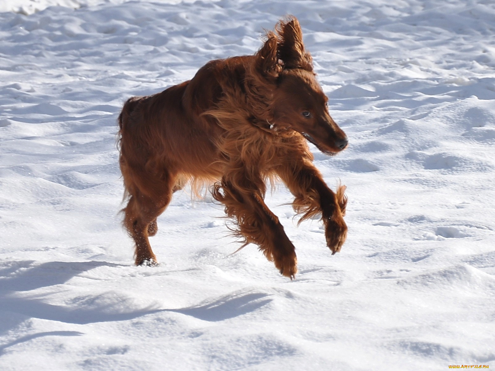 животные, собаки