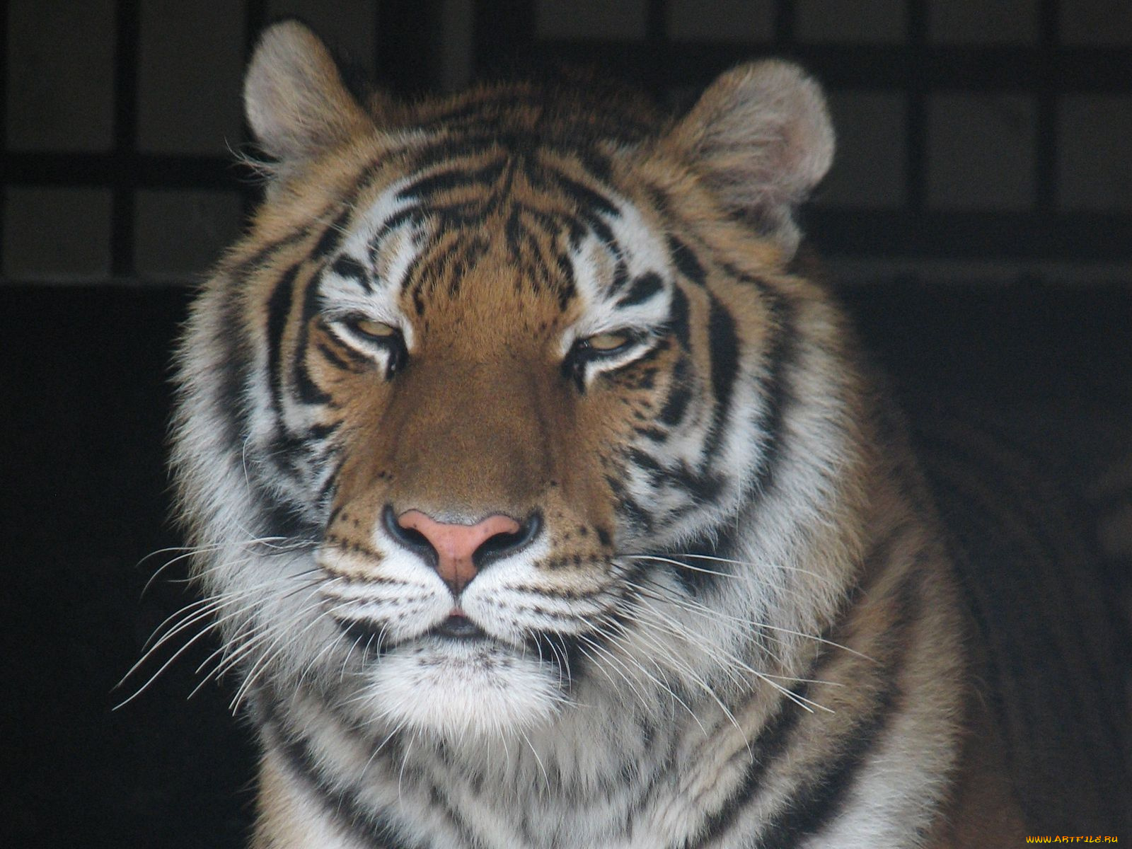 животные, тигры