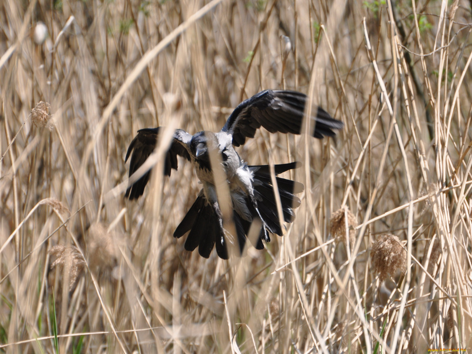 животные, вороны, грачи, галки