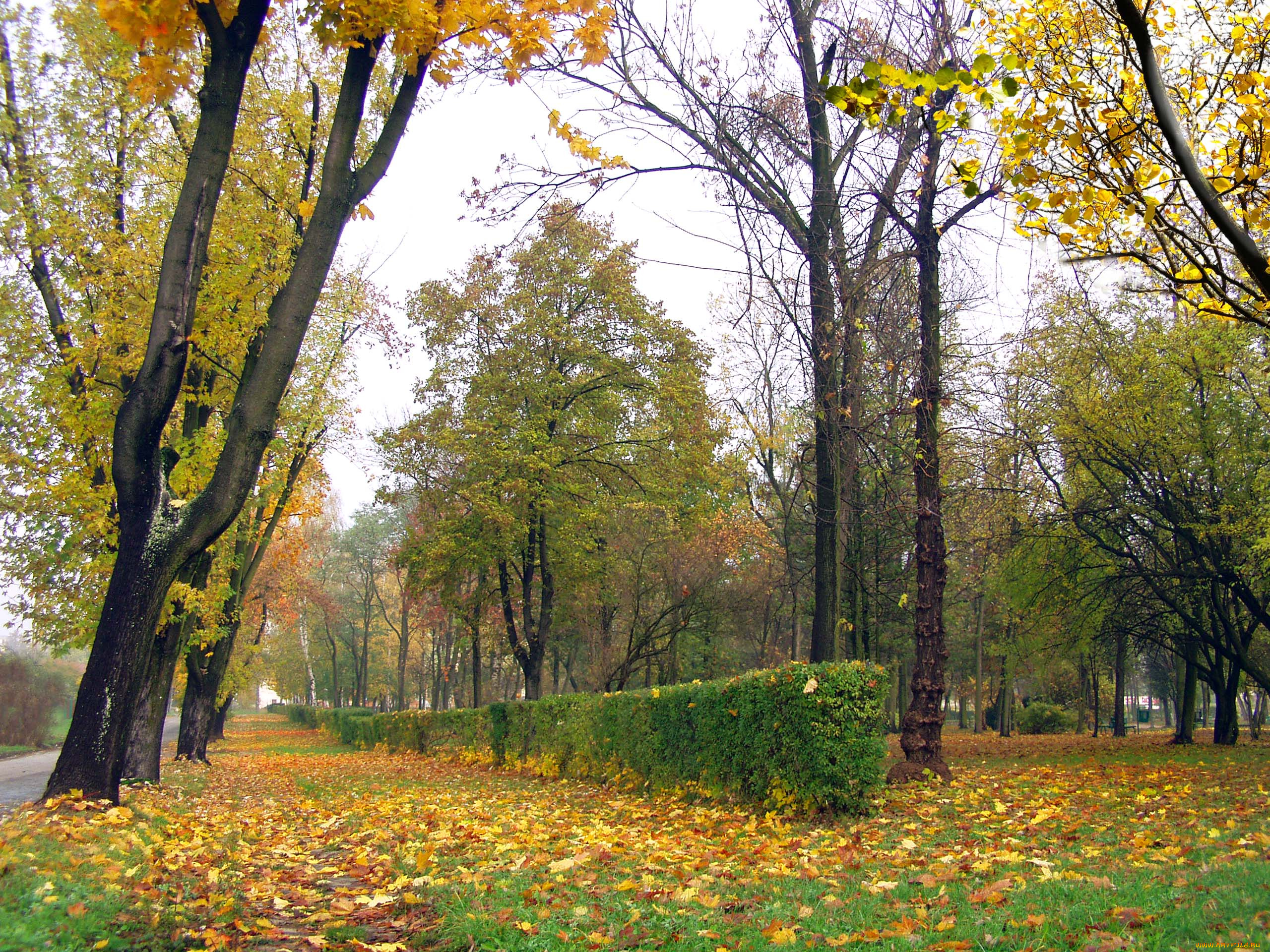 природа, деревья