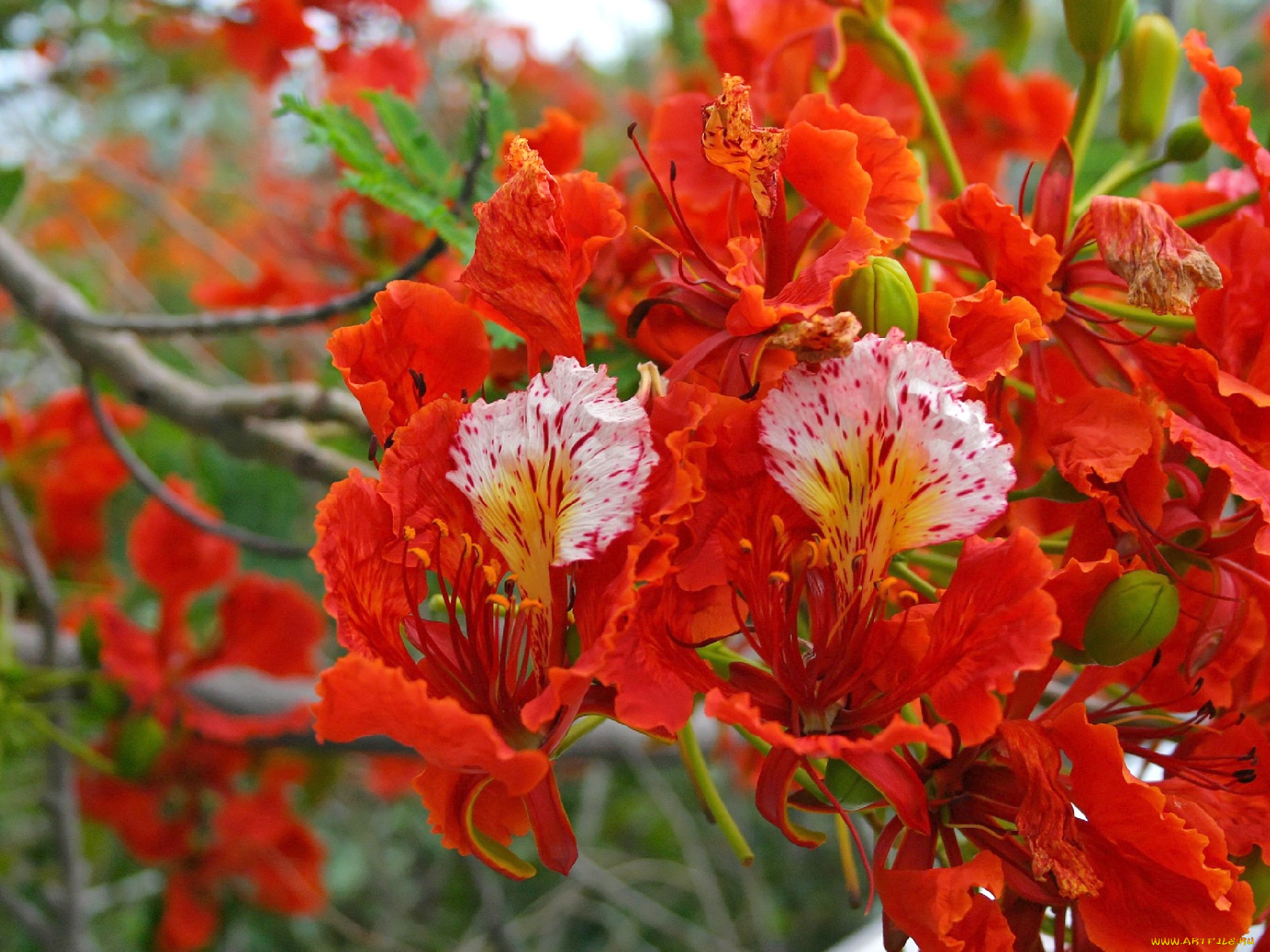 цветы, делоникс, королевский, огненное, дерево, яркий, алый