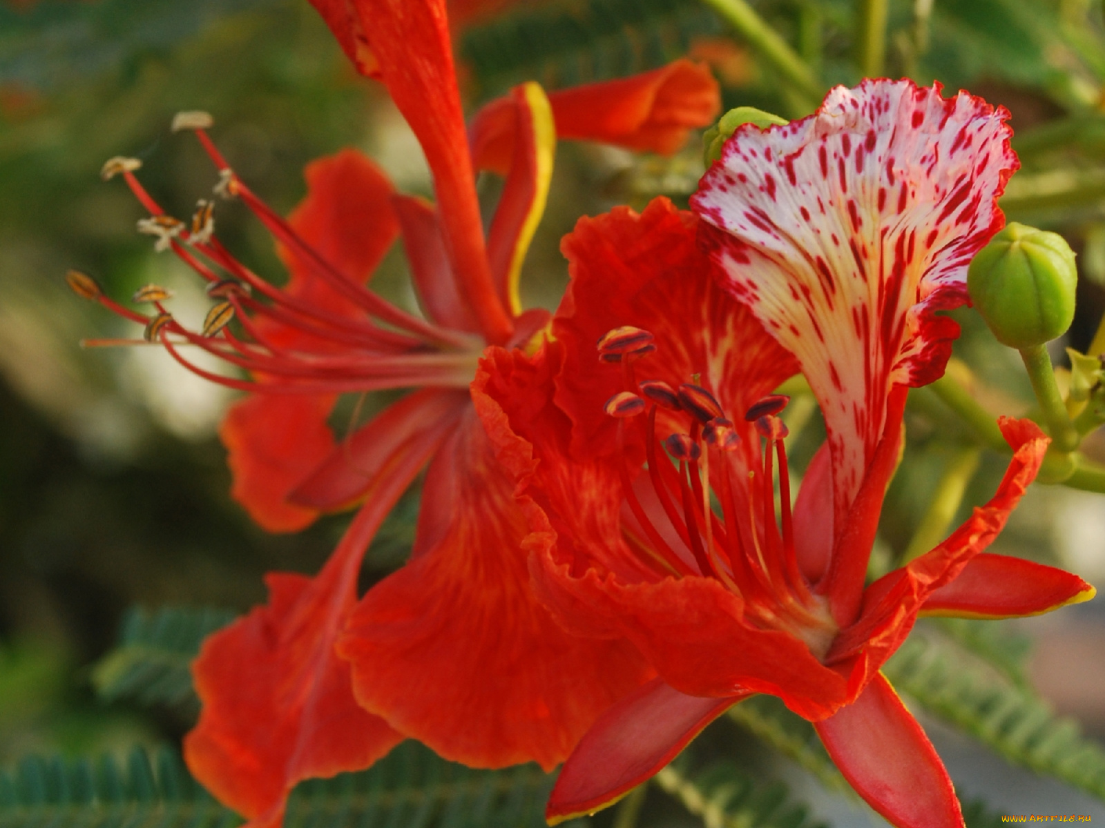 цветы, делоникс, королевский, огненное, дерево, яркий, алый