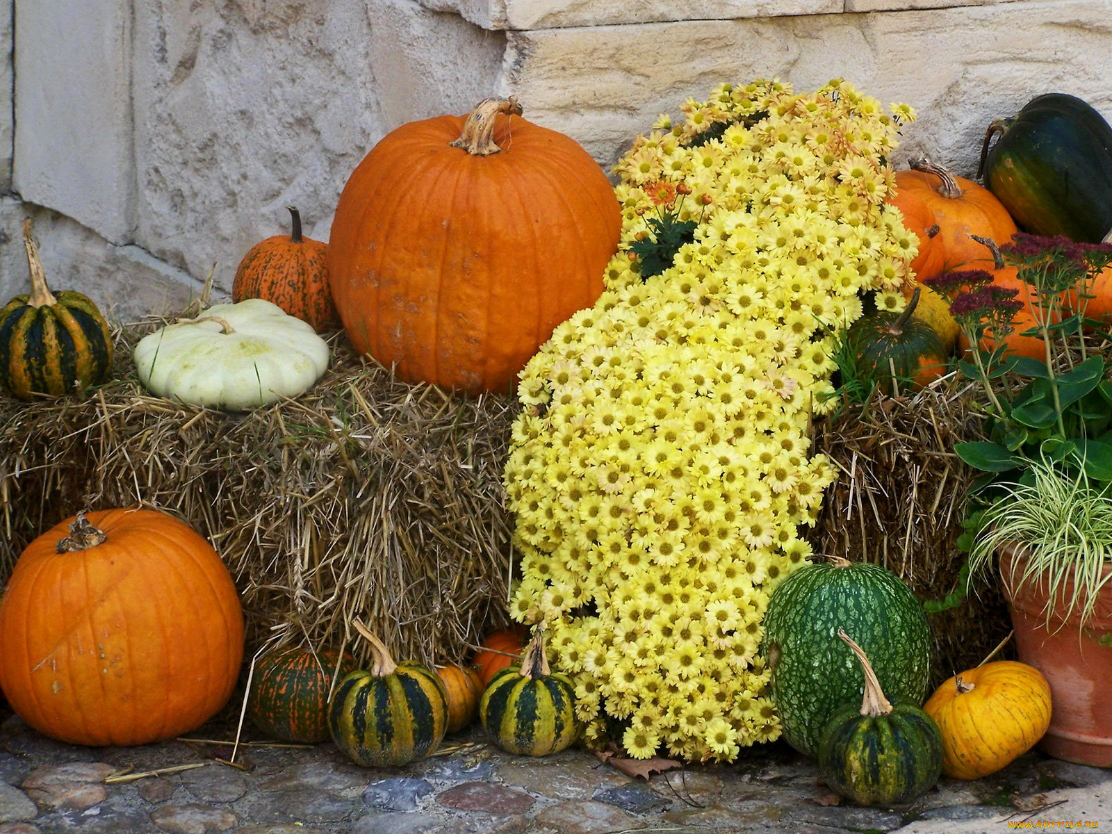 цветы, хризантемы, тыква