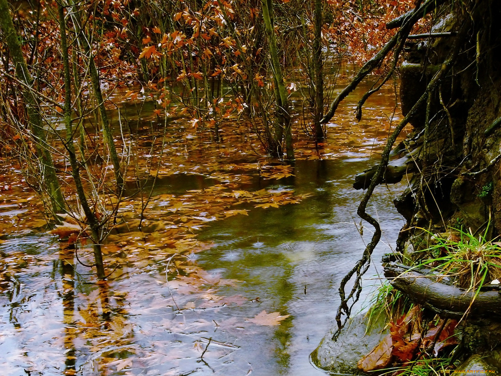 природа, реки, озера, вода, осень, листья