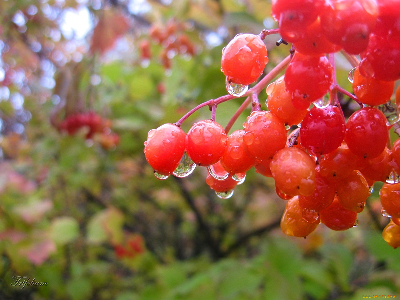 природа, Ягоды, капли, дождя, оранжевые, ягоды