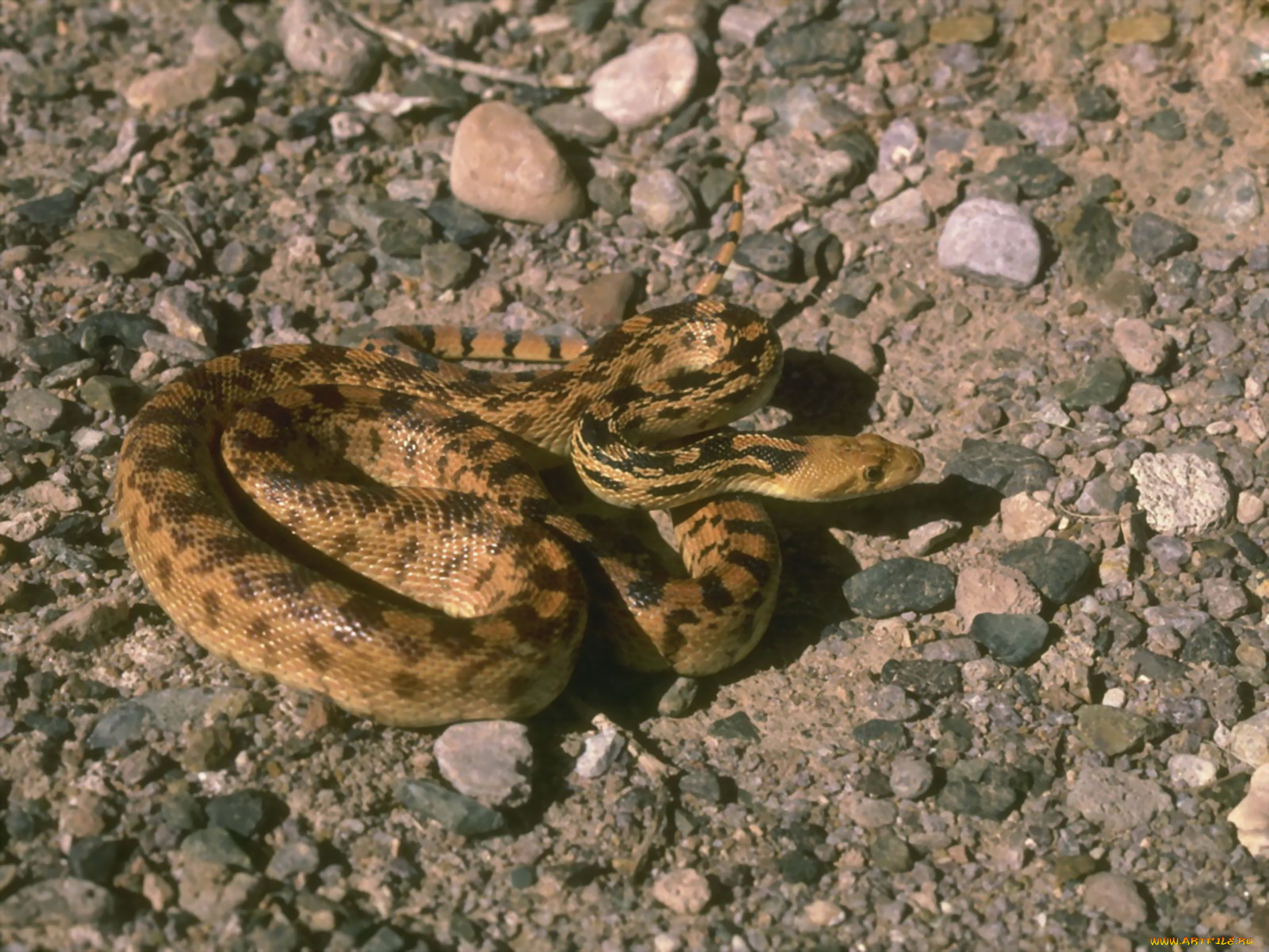 животные, змеи, питоны, кобры, охота