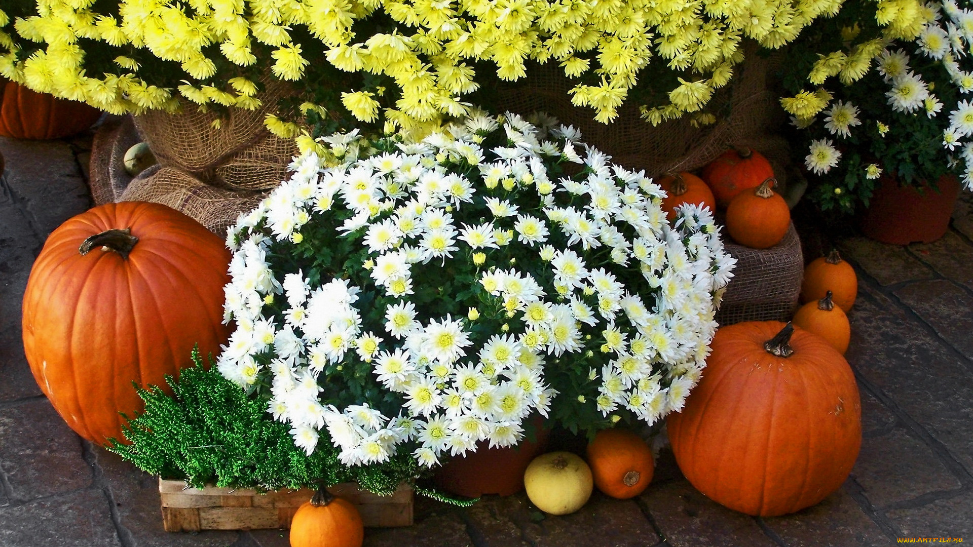 цветы, хризантемы, тыква