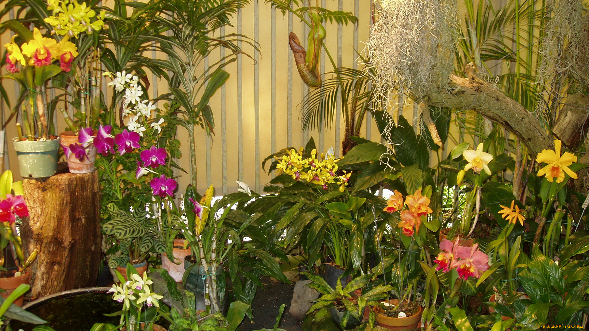 цветы, орхидеи, пальмы