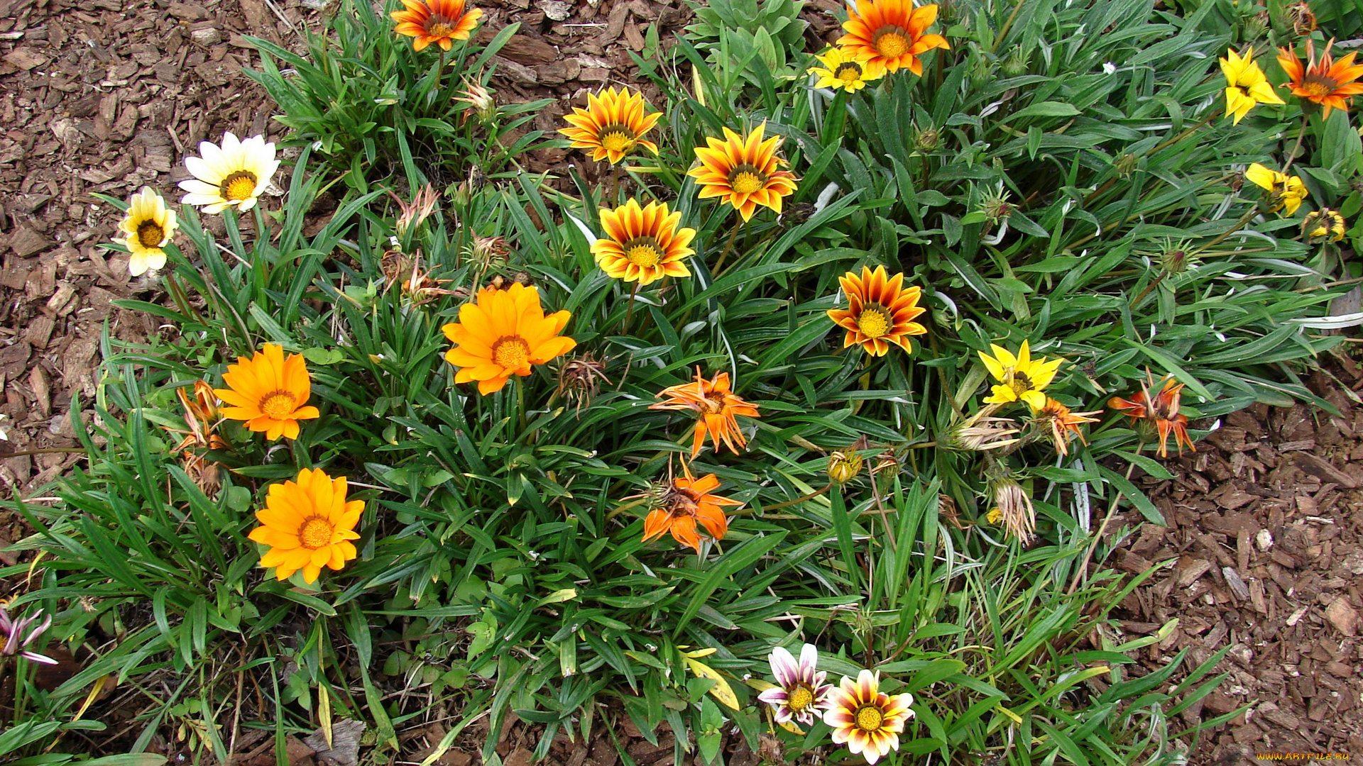 газания, цветы, зеленый, оранжевый, двухцветный