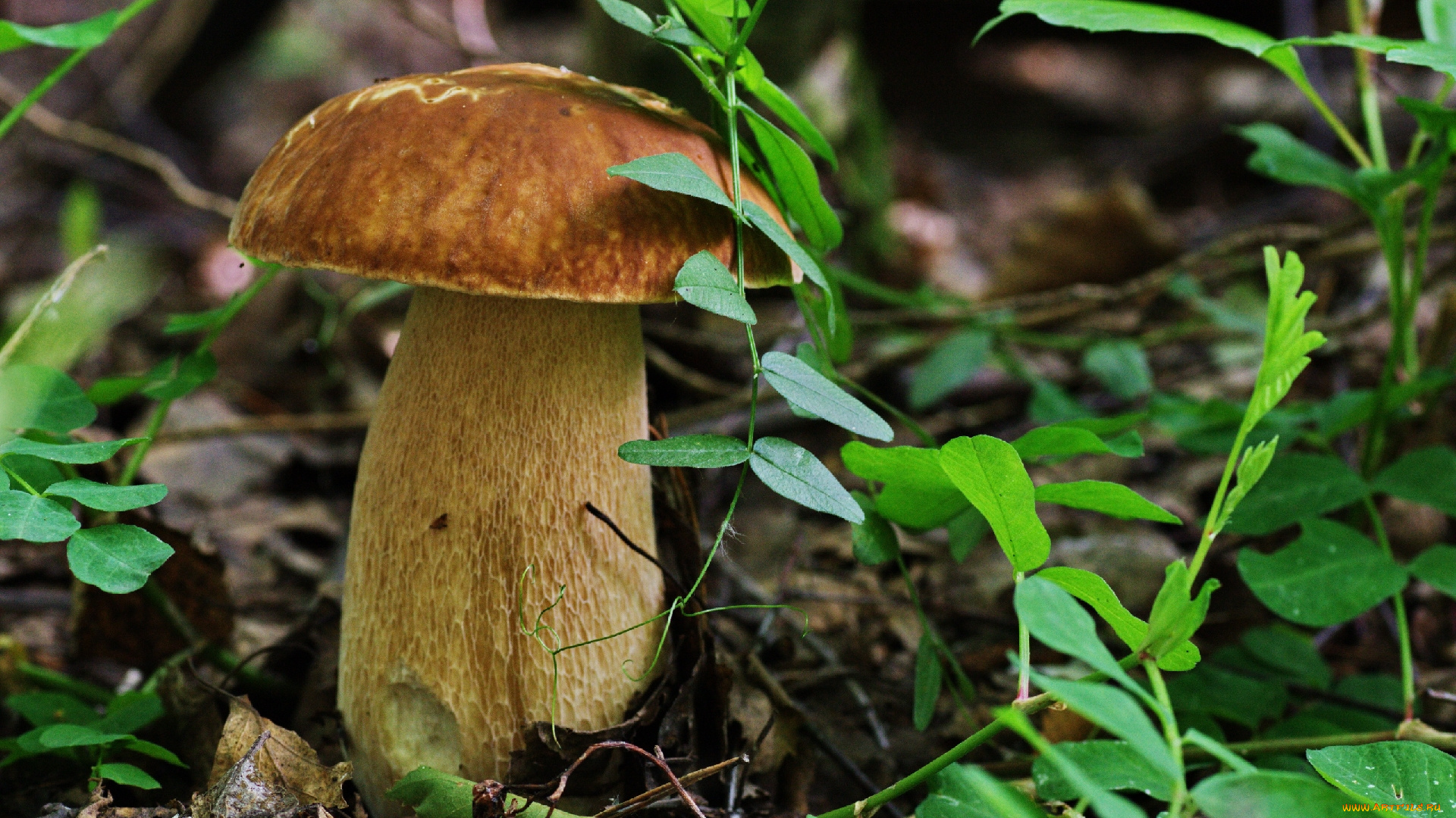 природа, грибы, зелень