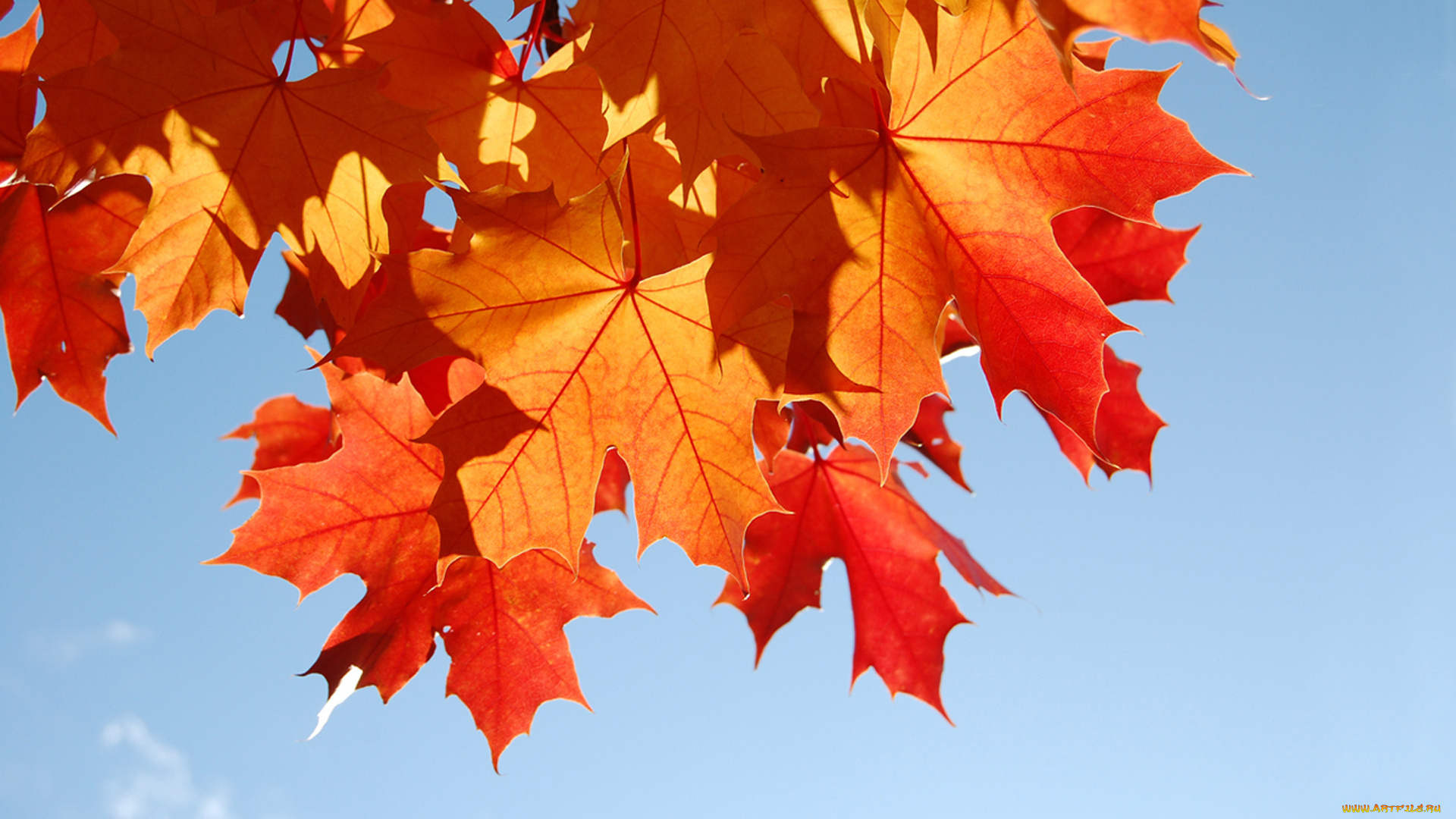 природа, листья, осень, листва