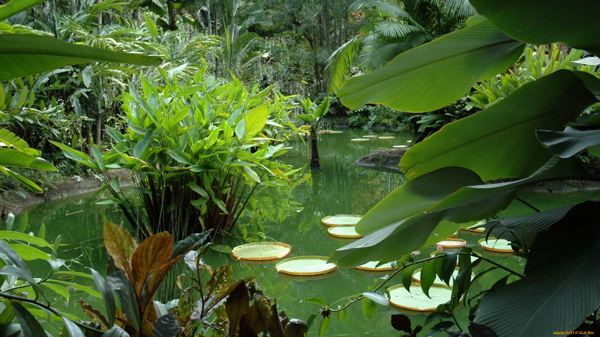 природа, парк, водоем, буйная, зелень