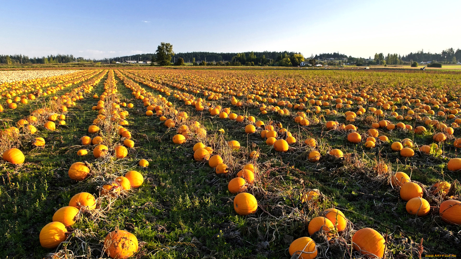природа, поля, урожай, осень, тыквы