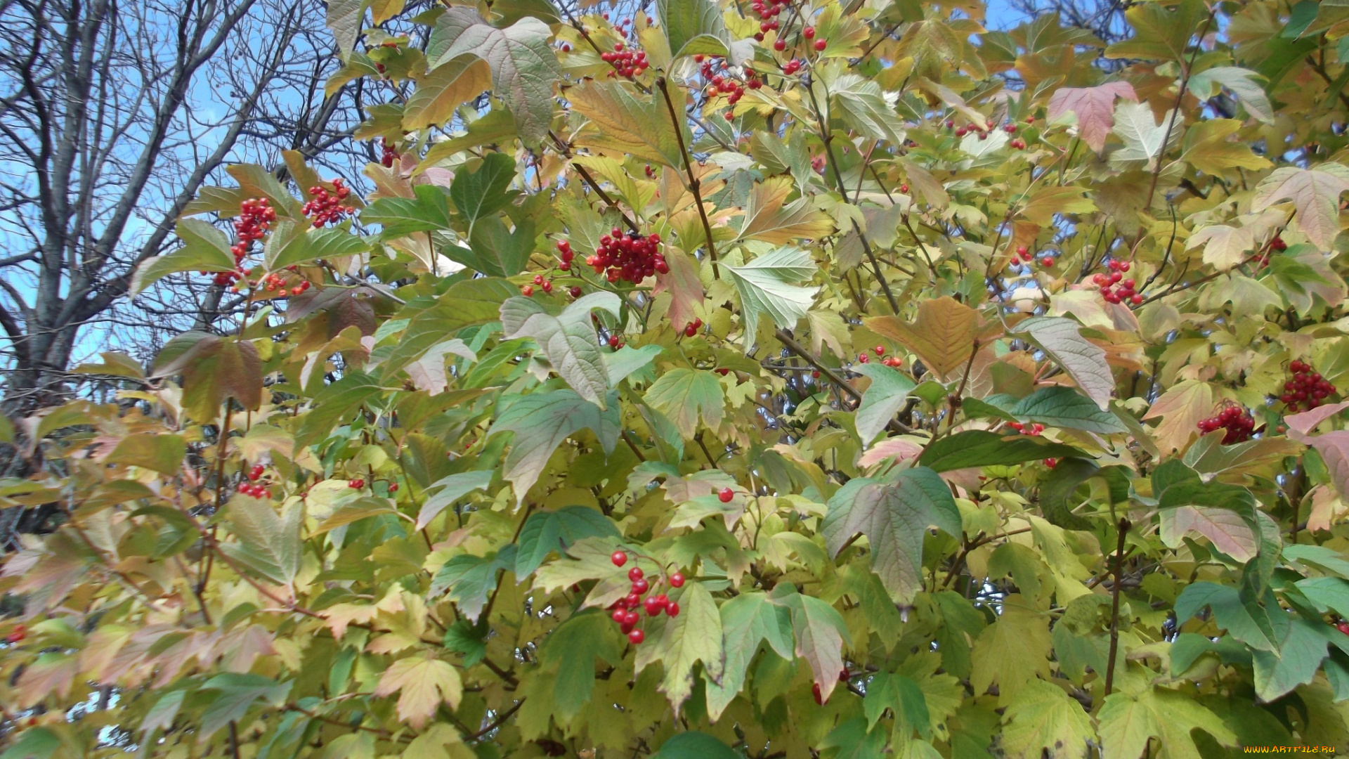 природа, Ягоды, листья, ветки