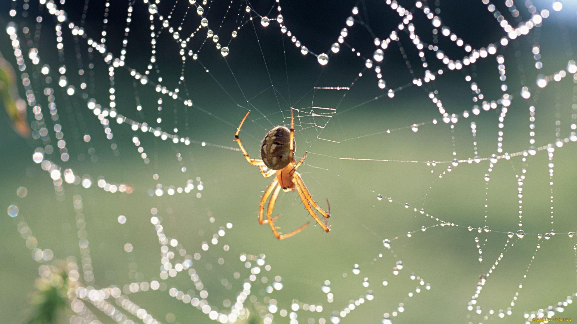 животные, пауки, паутина, капли