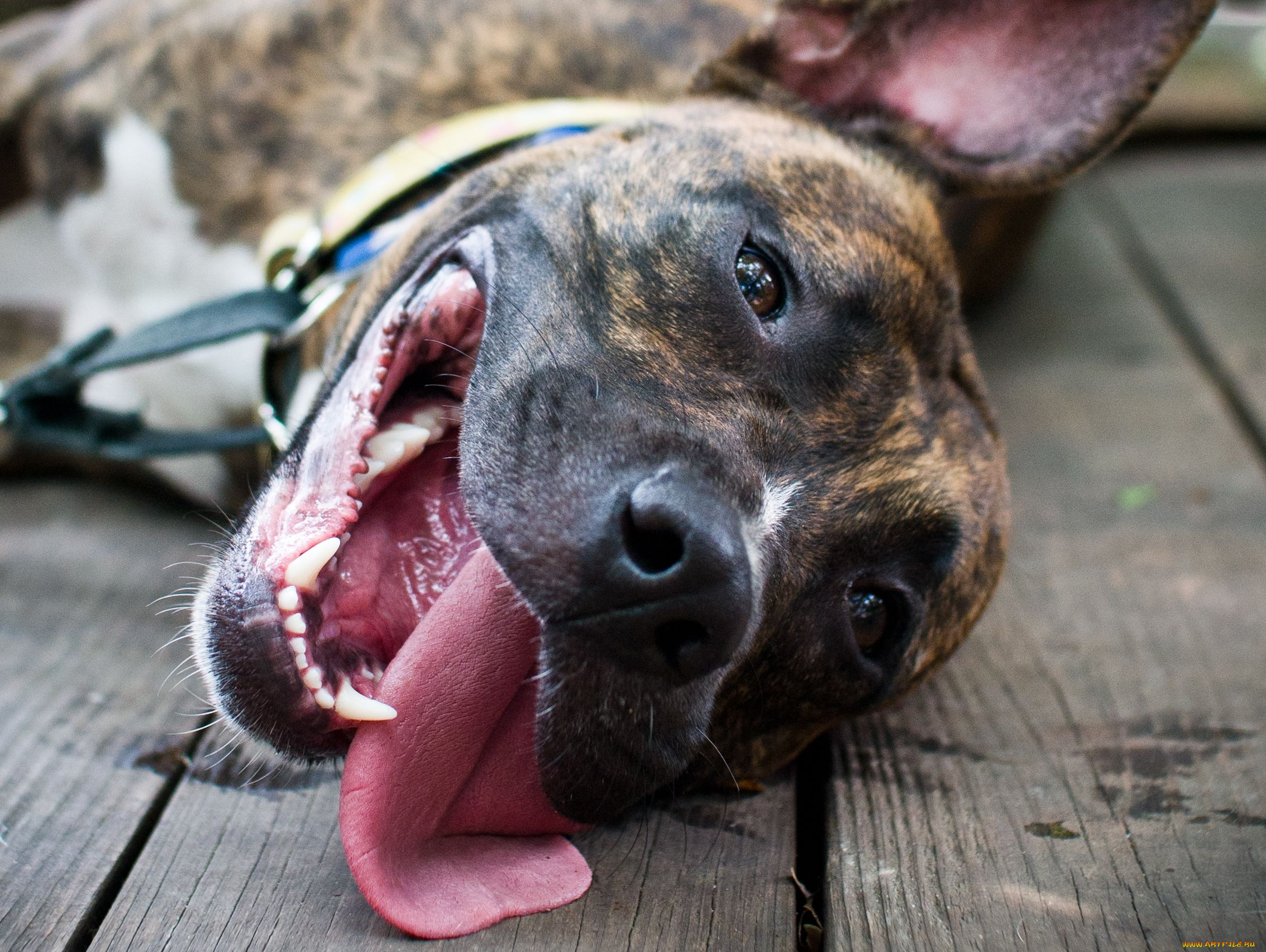 животные, собаки, питбуль