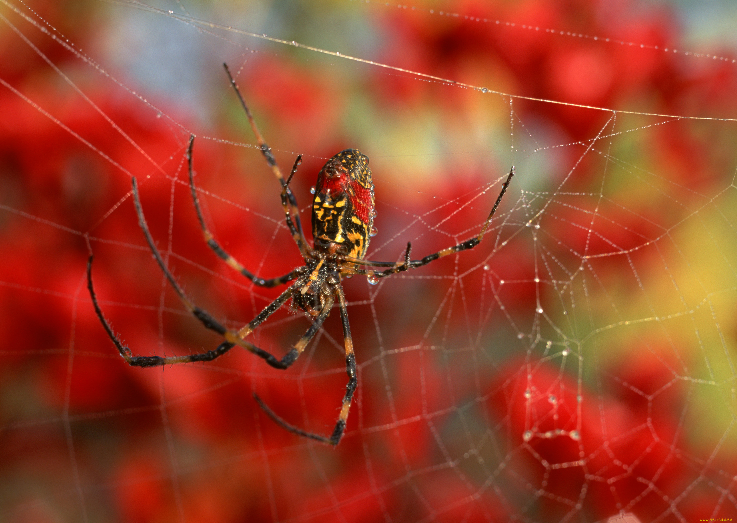 животные, пауки, паутина
