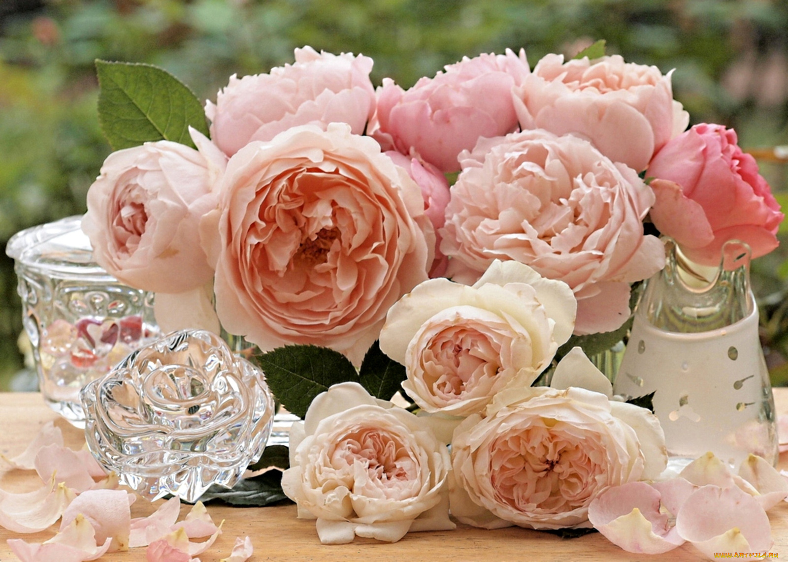 цветы, розы, пышный