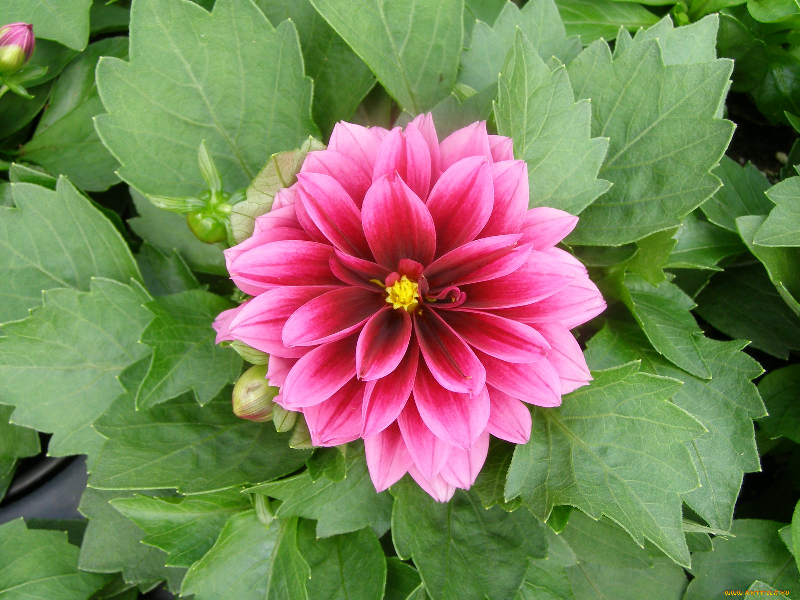 цветы, георгины