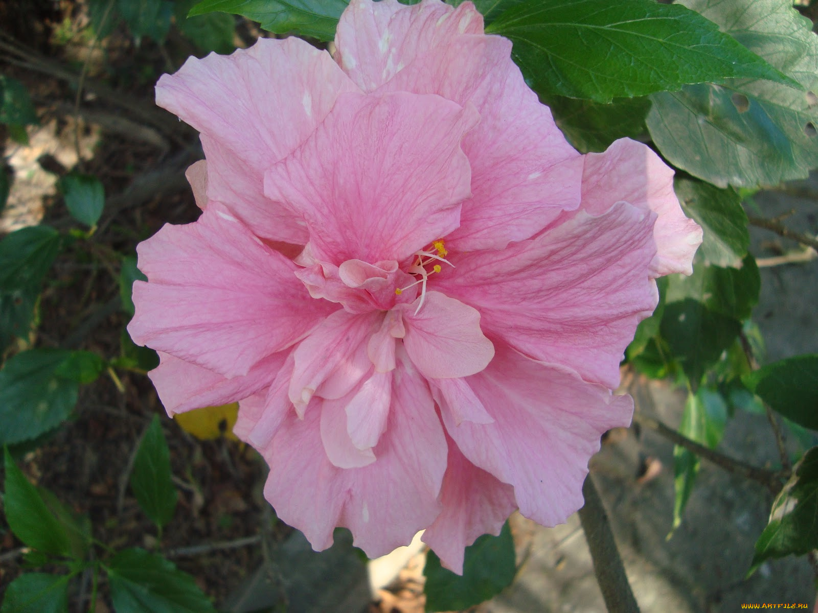 цветы, гибискусы, лепестки