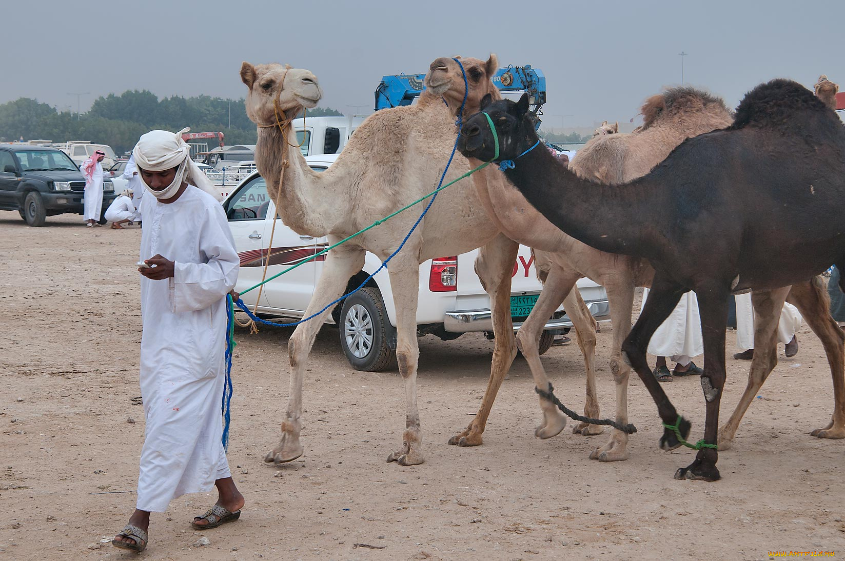 животные, верблюды