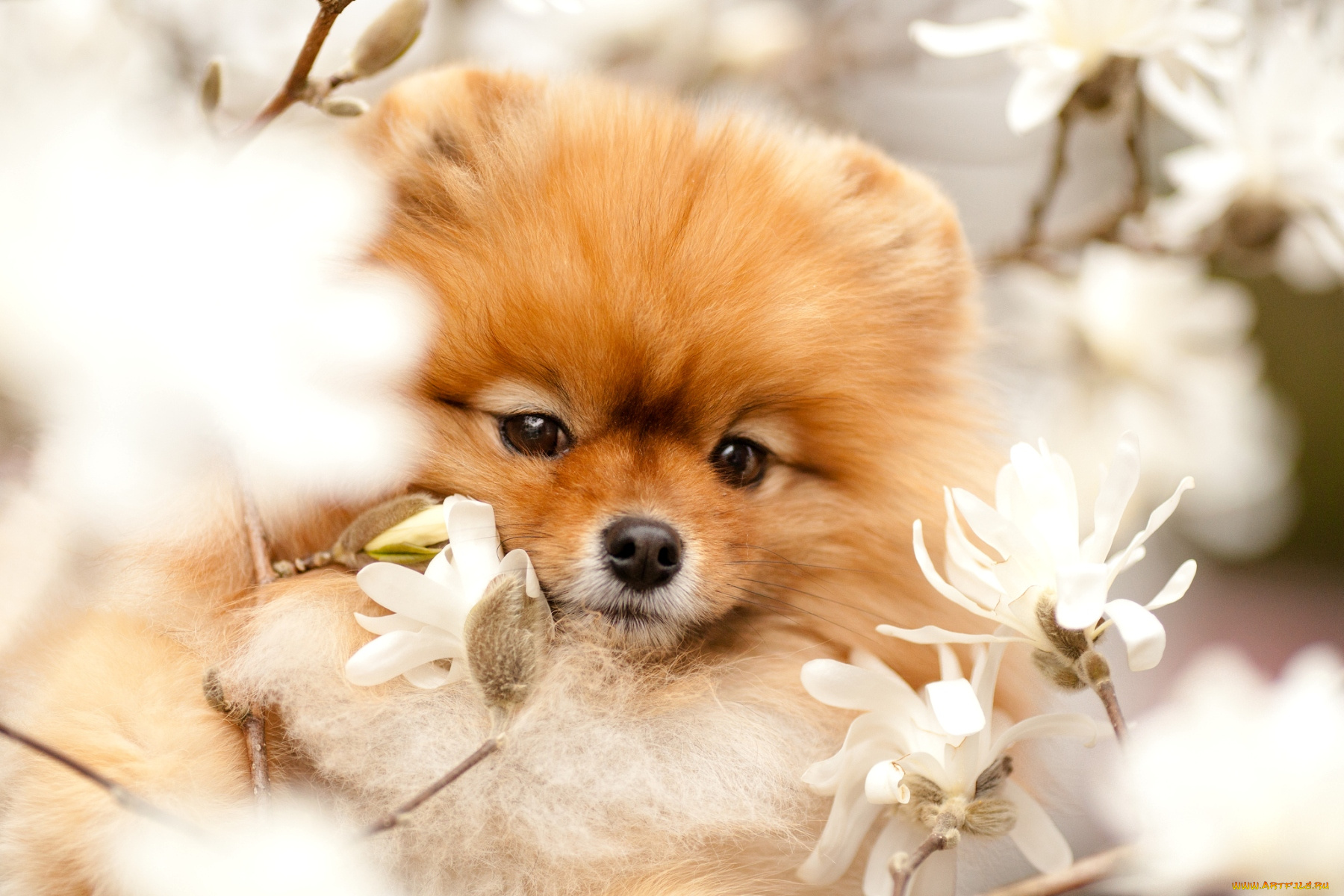животные, собаки, шпиц, магнолия