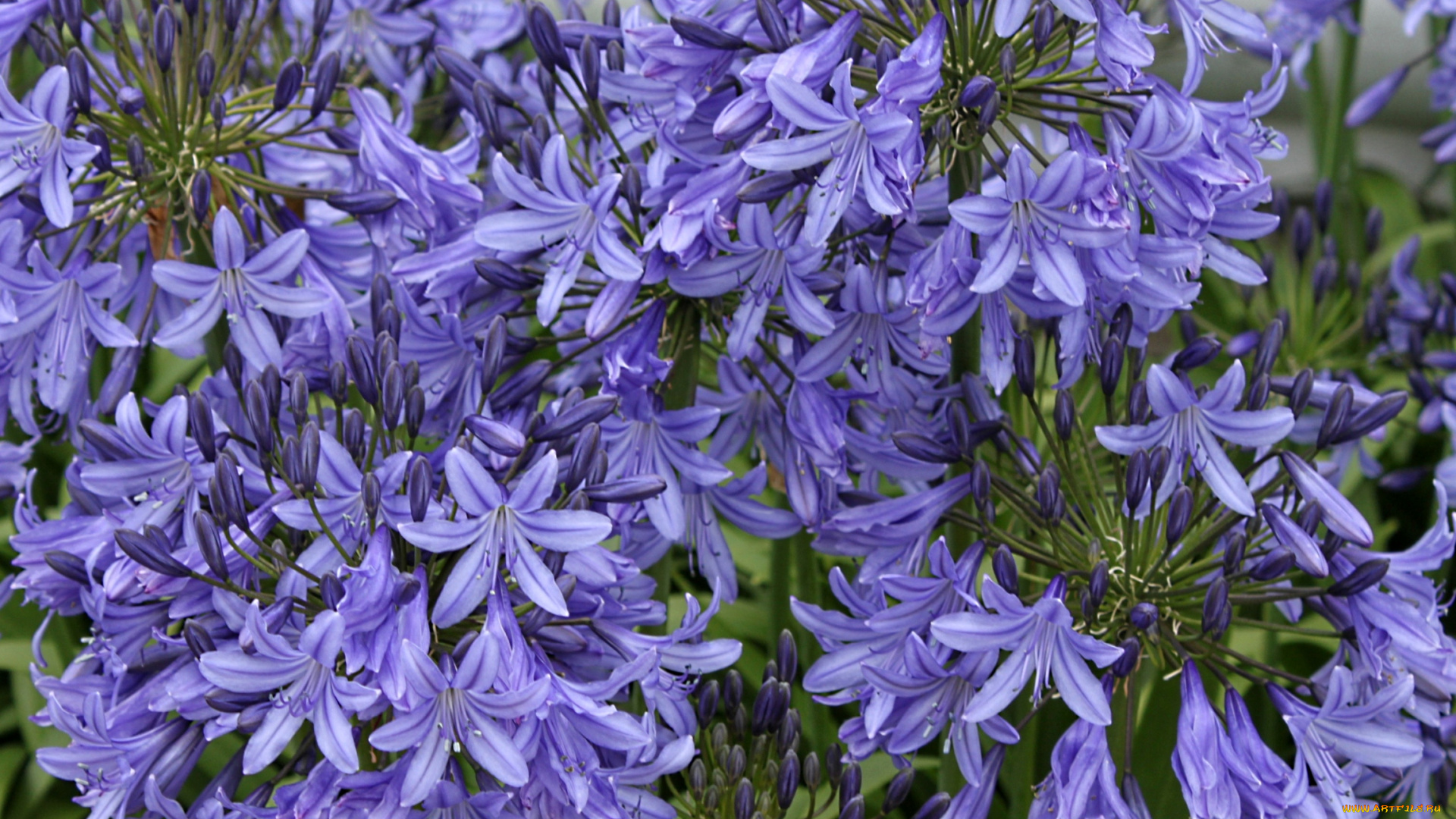 цветы, агапантус, африканская, лилия, синий