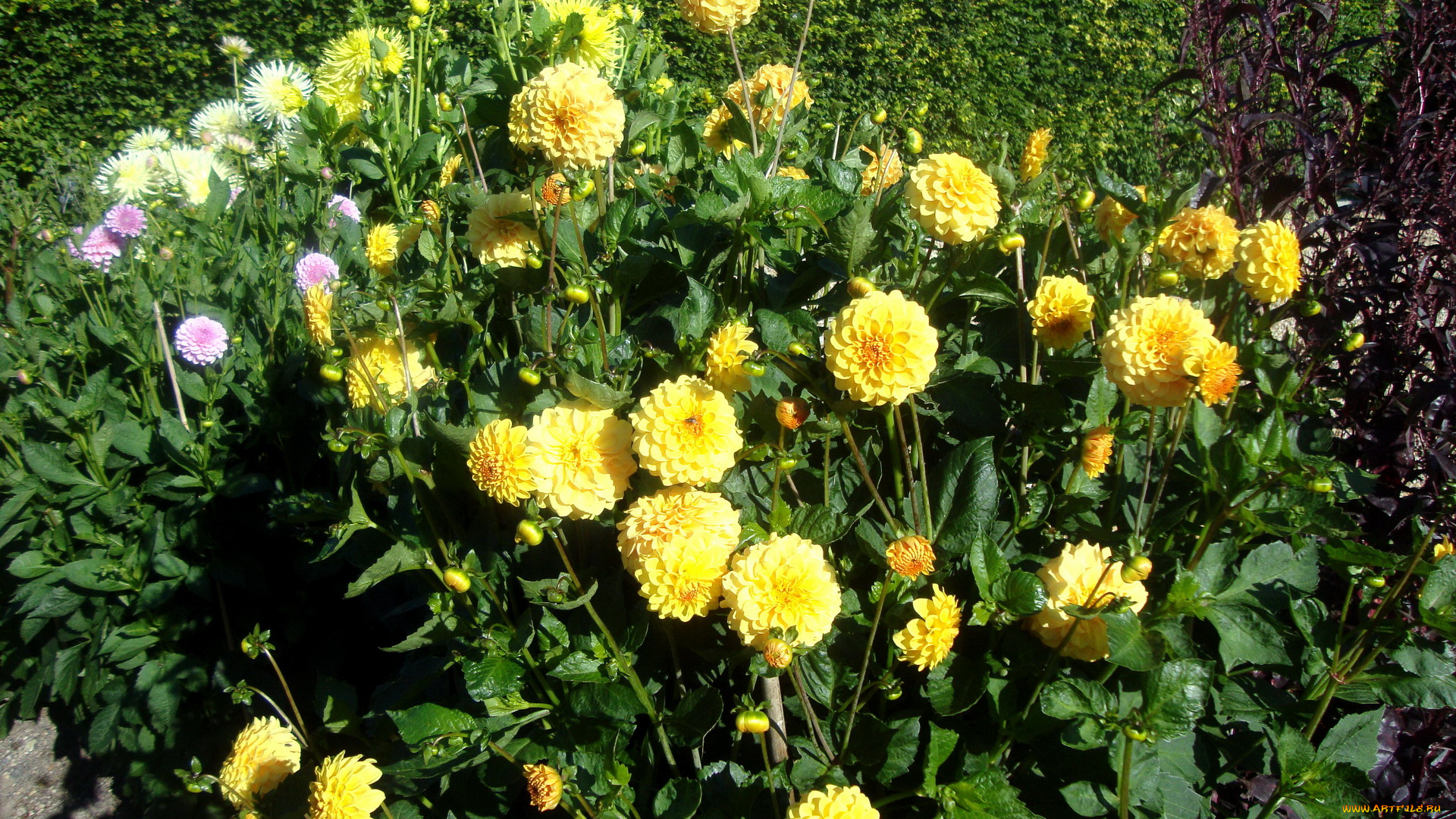 цветы, георгины