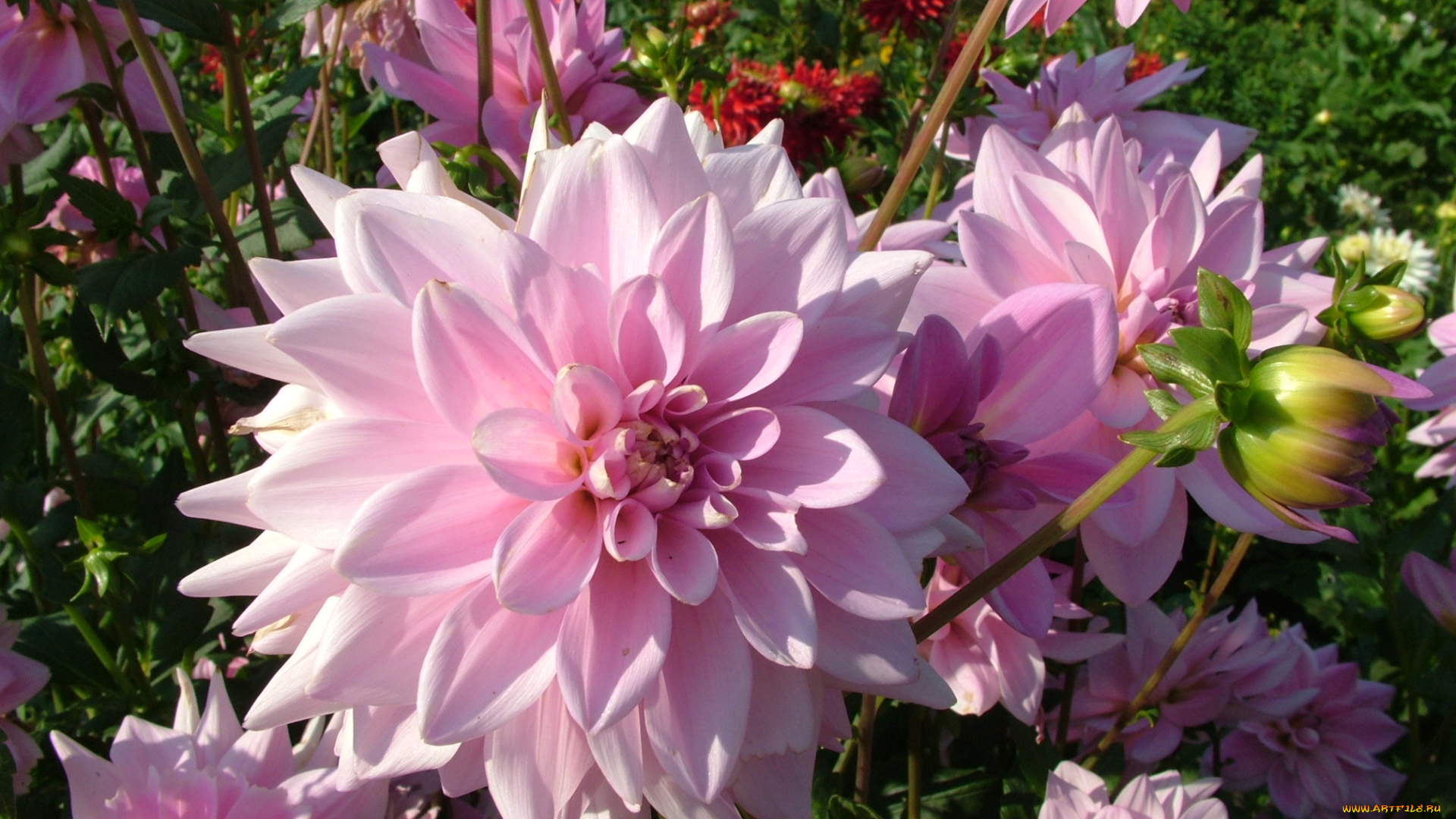 цветы, георгины