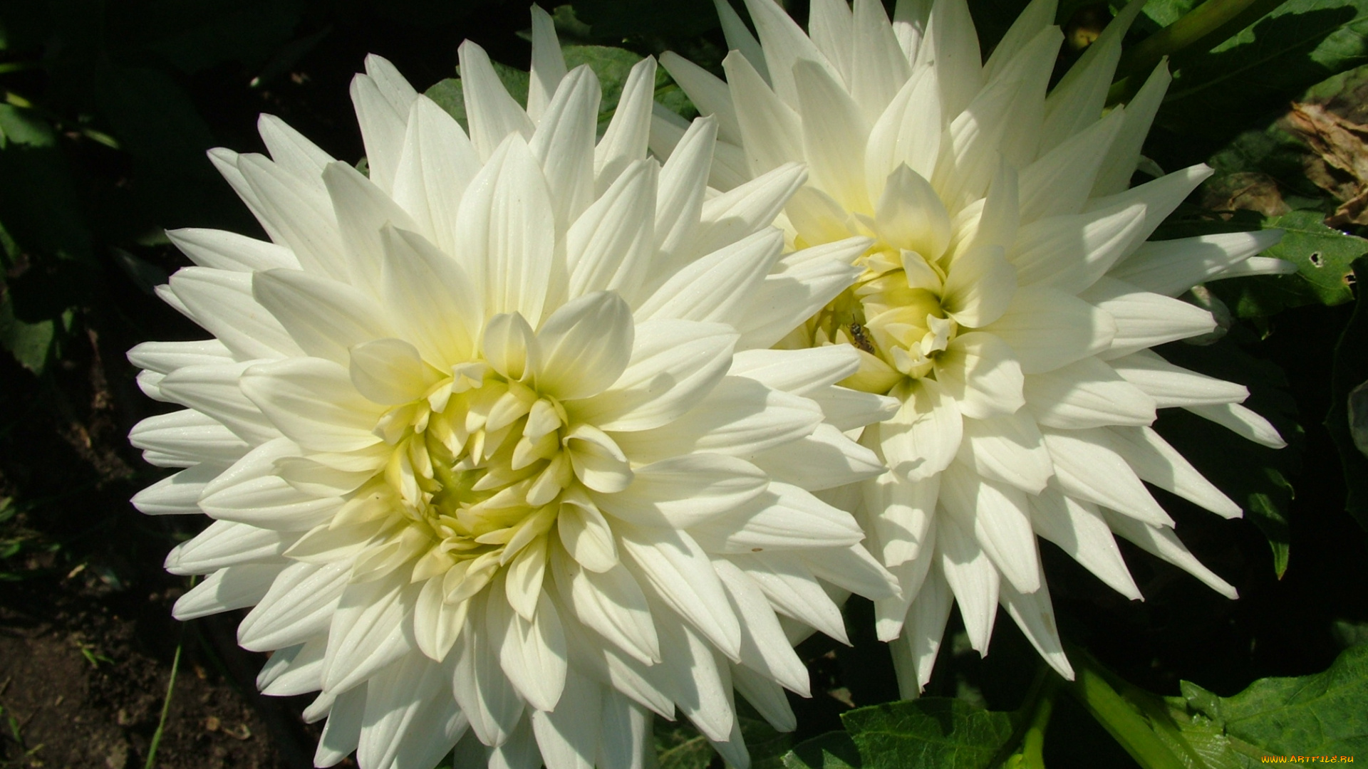 цветы, георгины