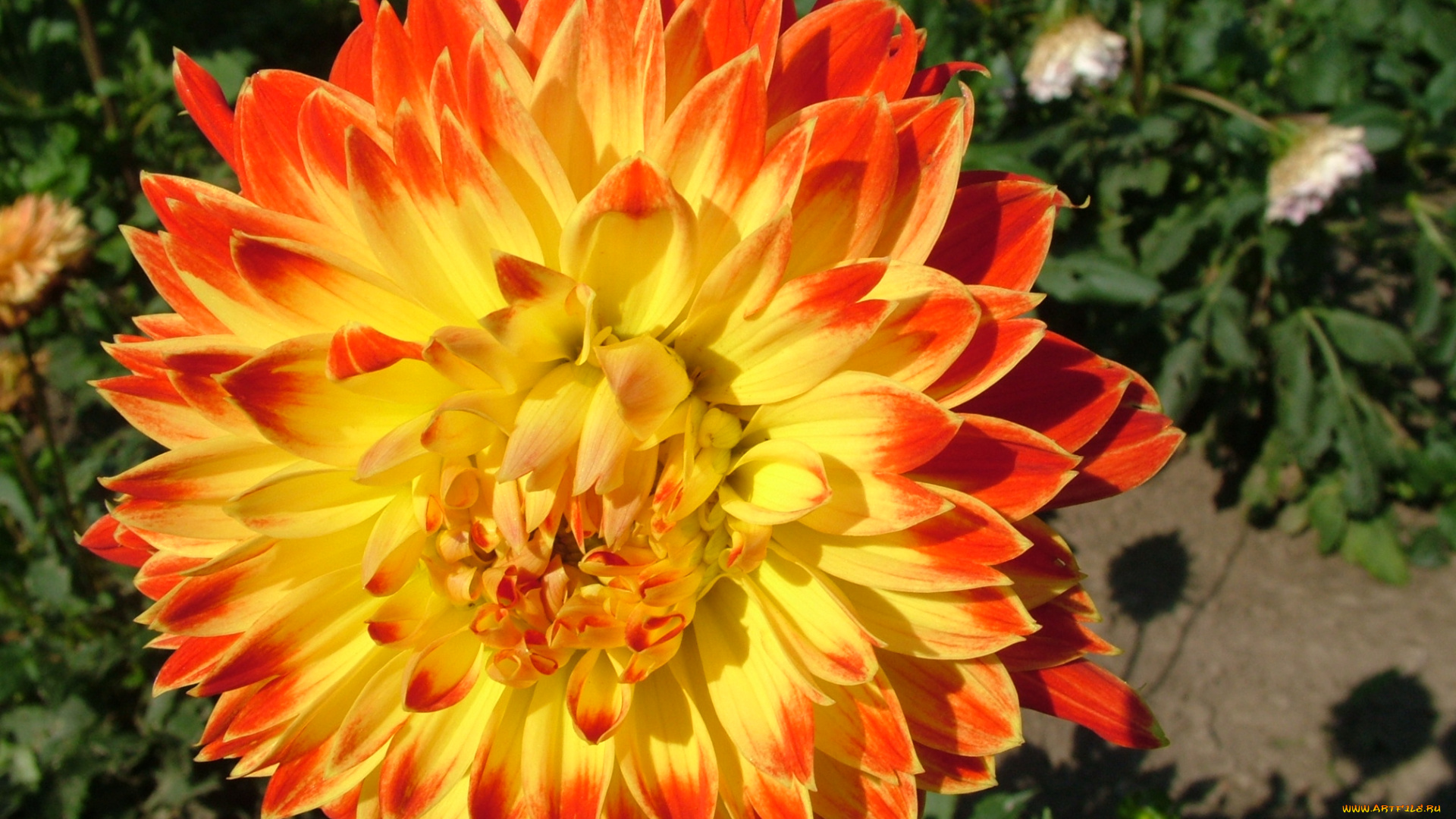 цветы, георгины