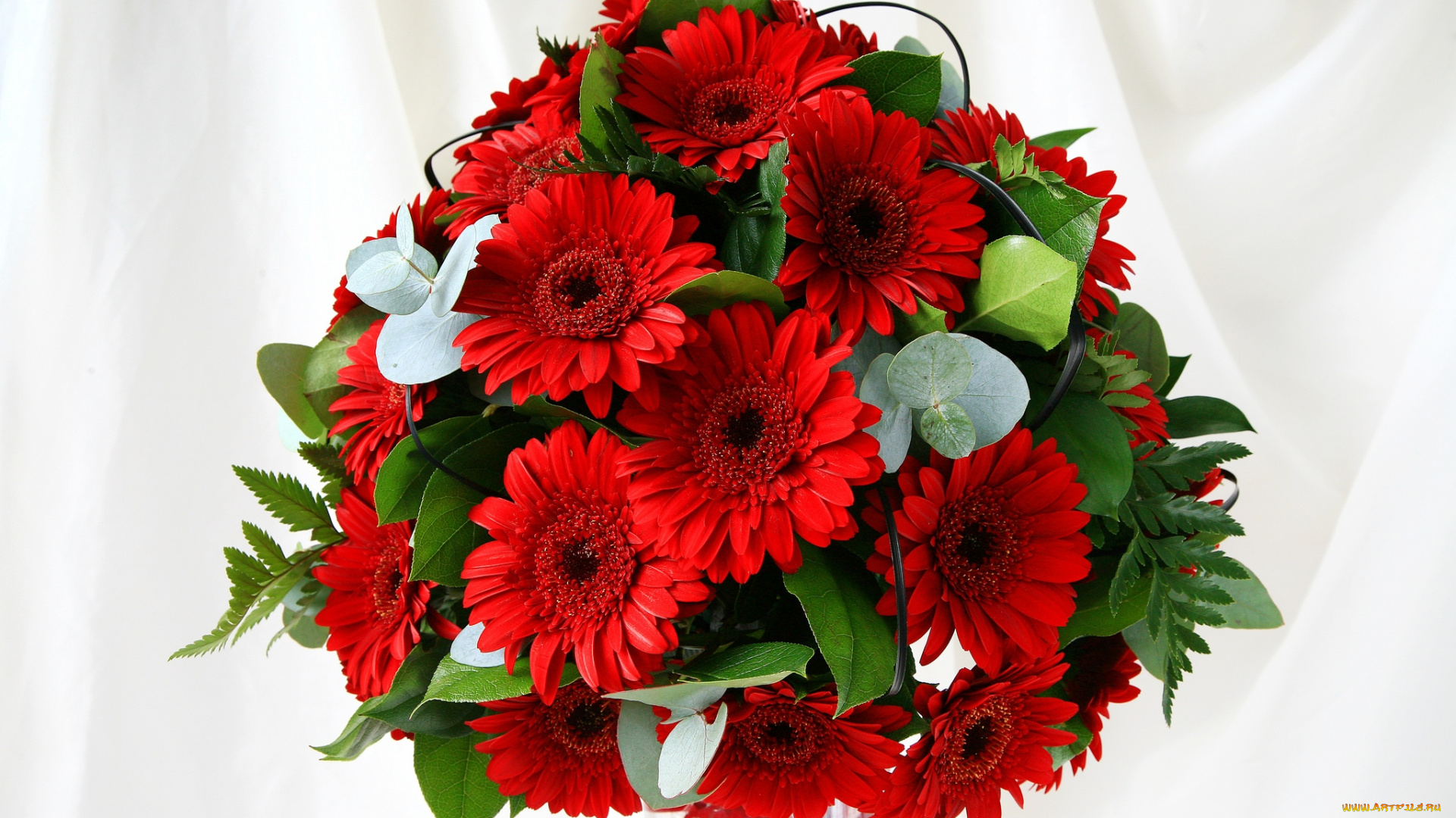 цветы, герберы, листья