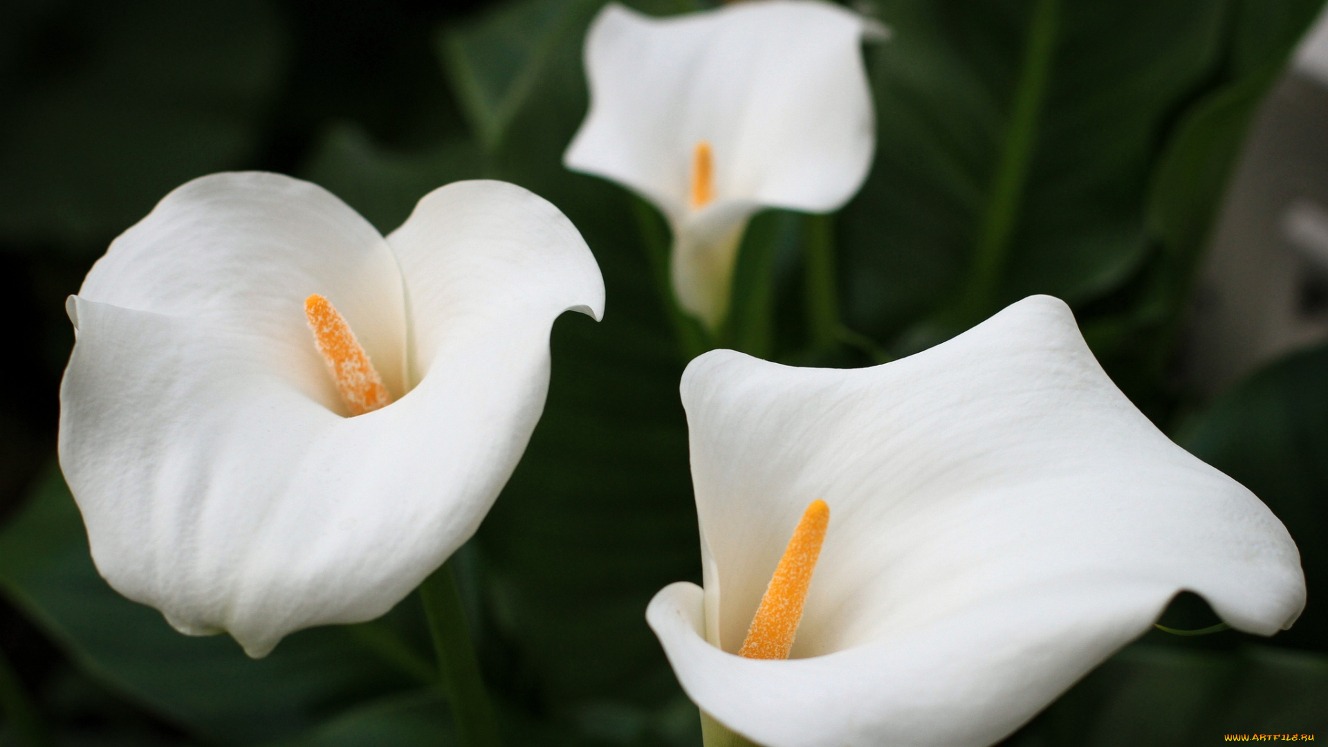 цветы, каллы, белый