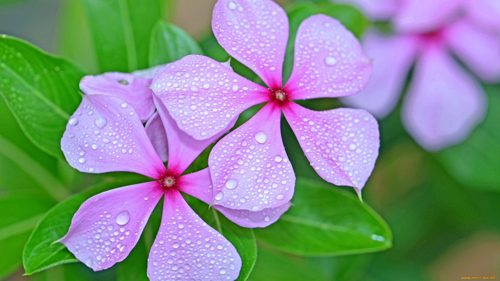 цветы, катарантусы, розовый, капли