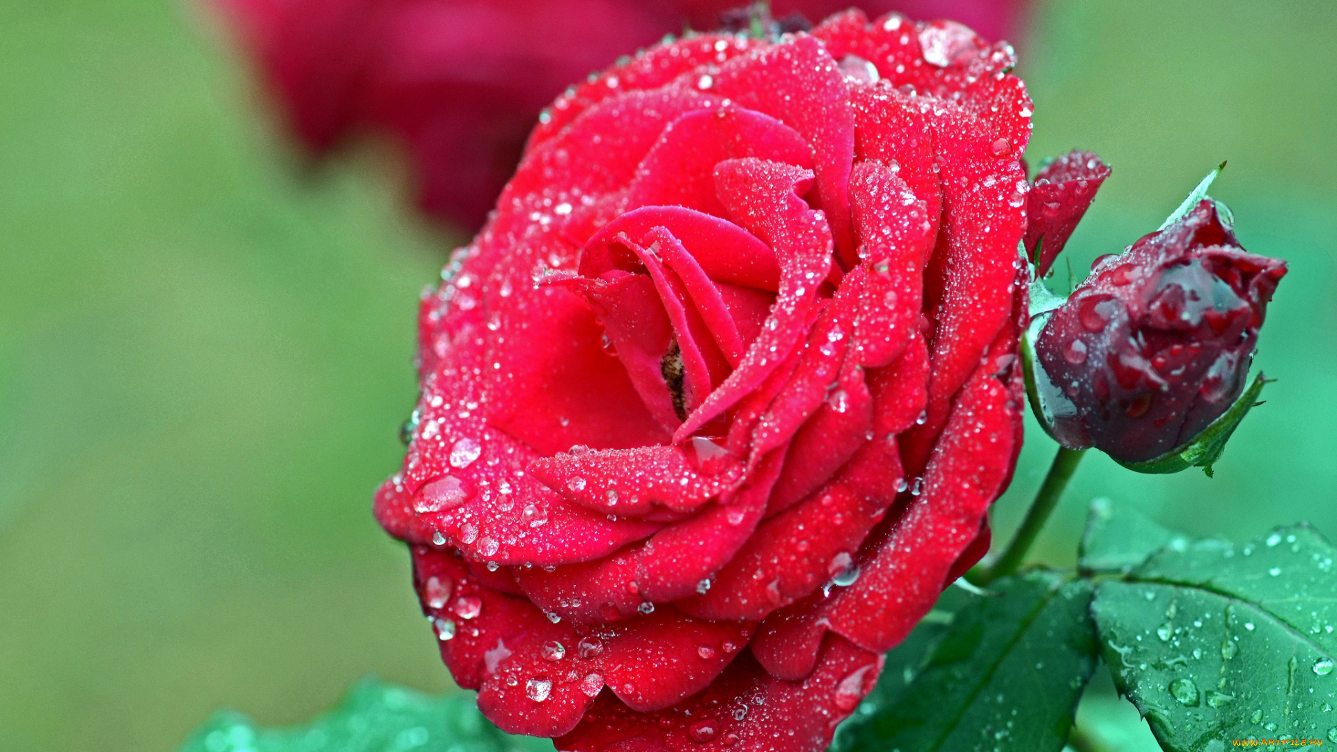 цветы, розы, красный, капли, бутон