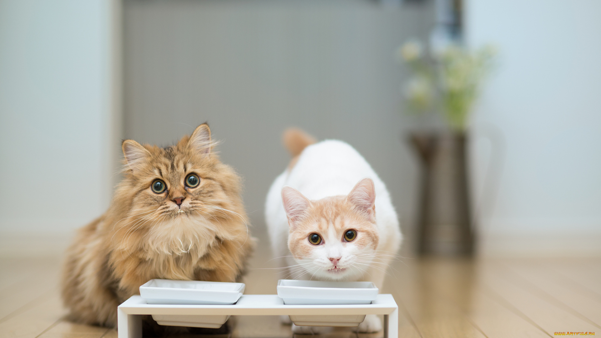 животные, коты, daisy, hannah, benjamin, torode