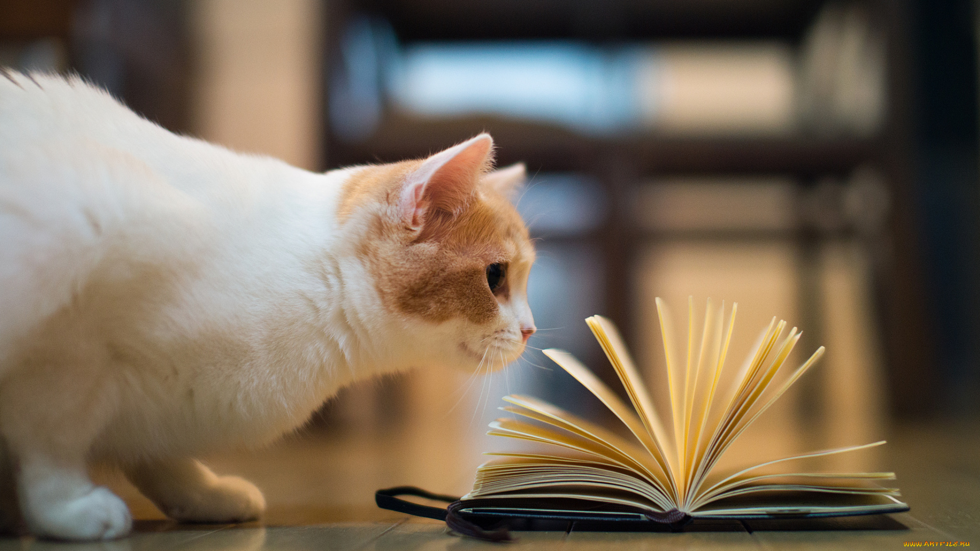 животные, коты, книга, hannah, benjamin, torode, кошка